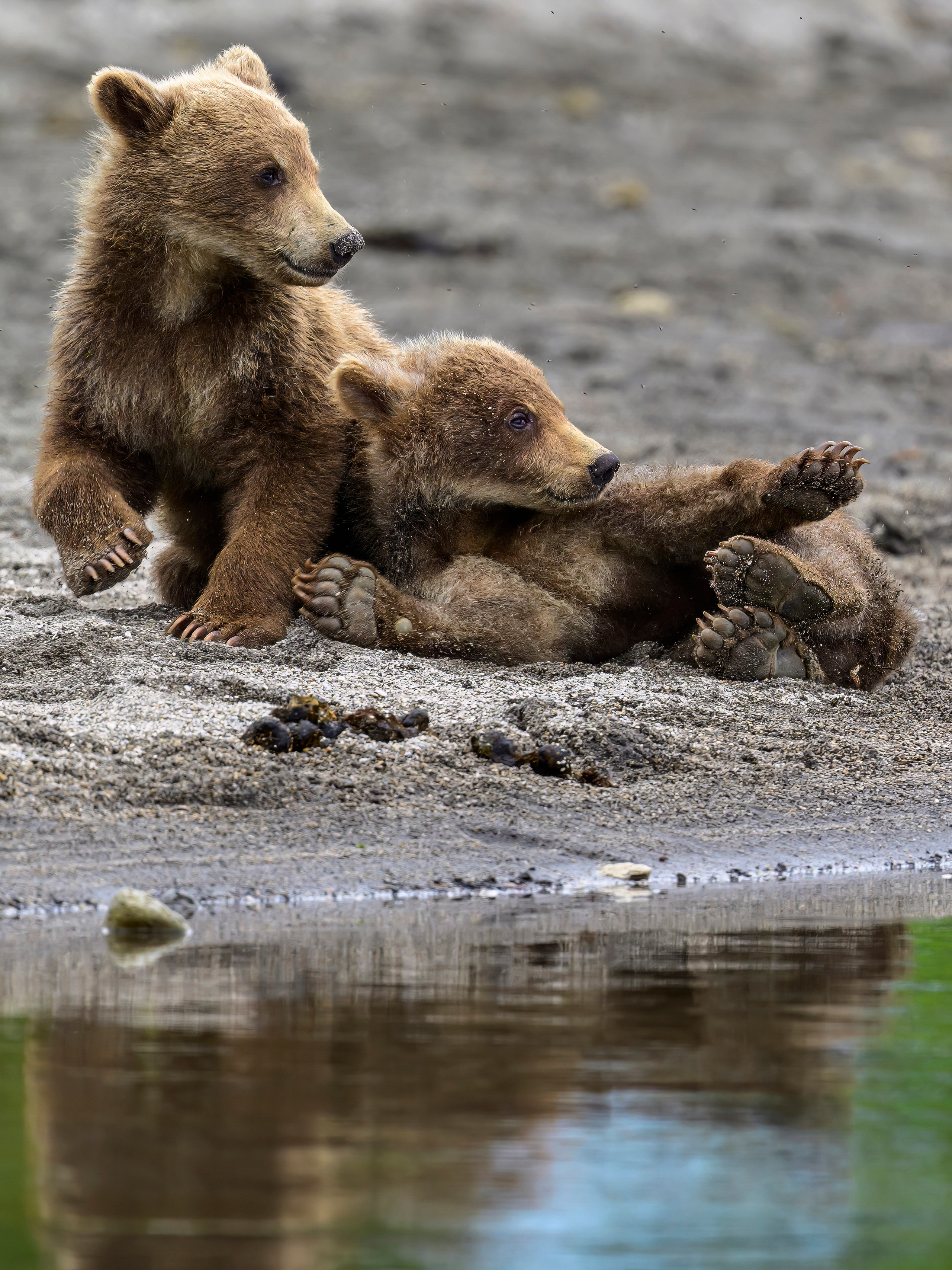 Камчатка, Россия. Фотограф Сергей Пупонин