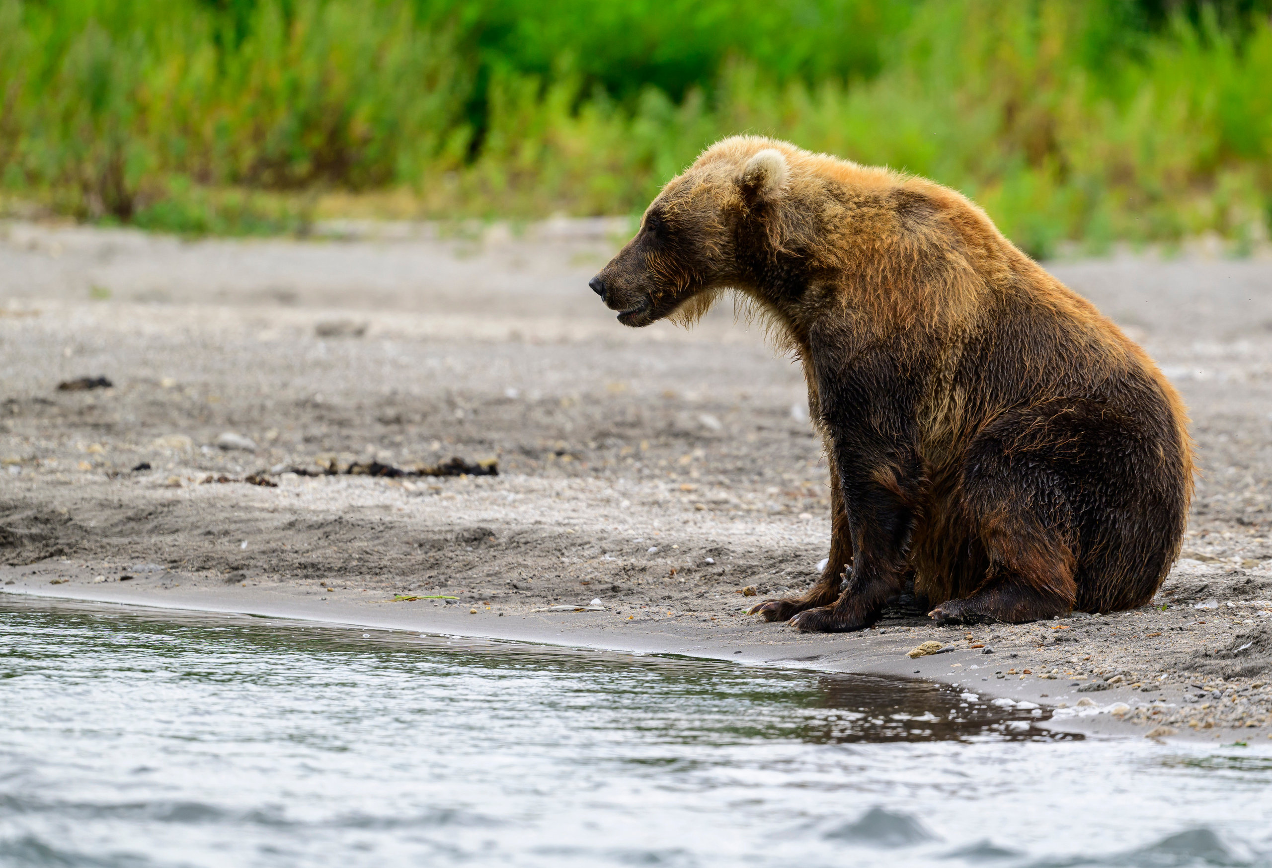 Камчатка, Россия. Фотограф Сергей Пупонин