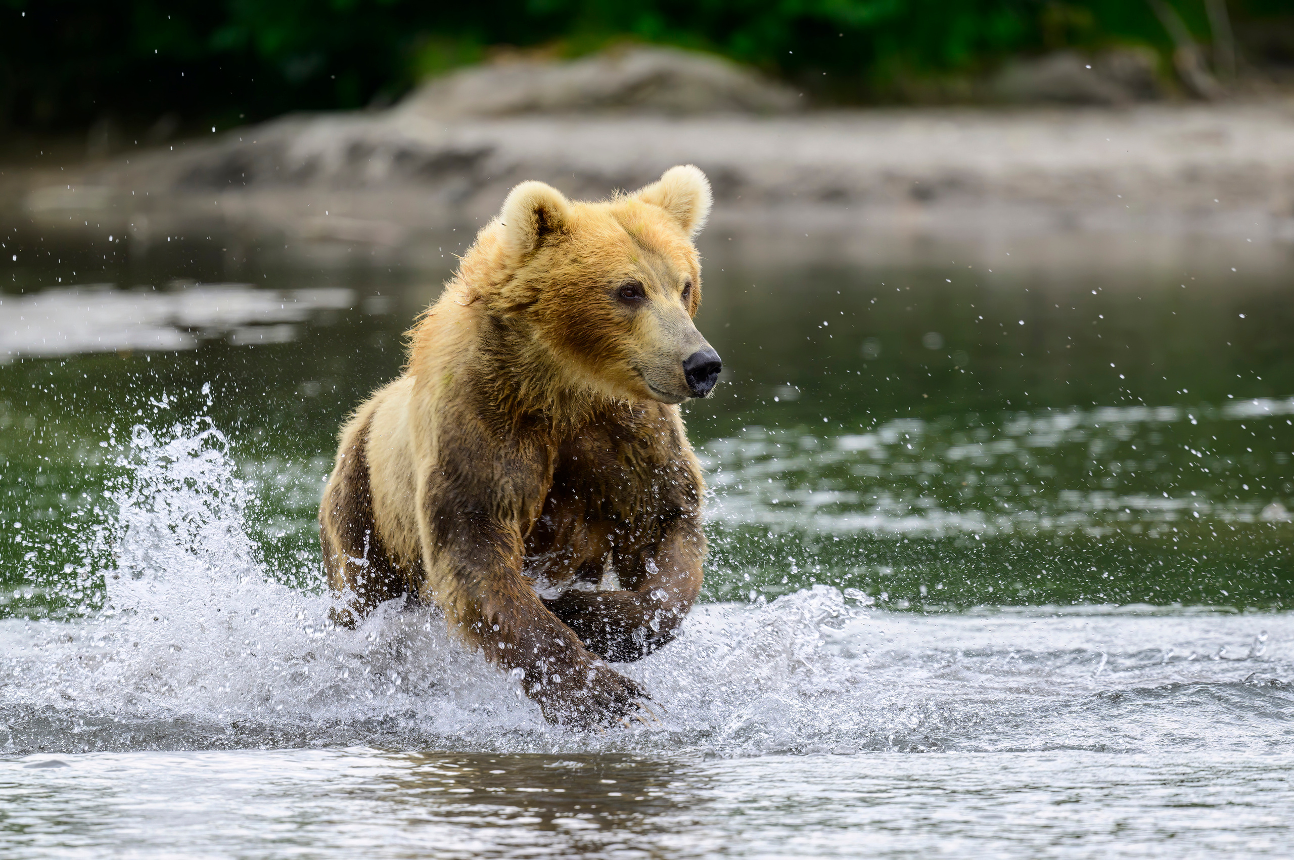 Камчатка, Россия. Фотограф Сергей Пупонин