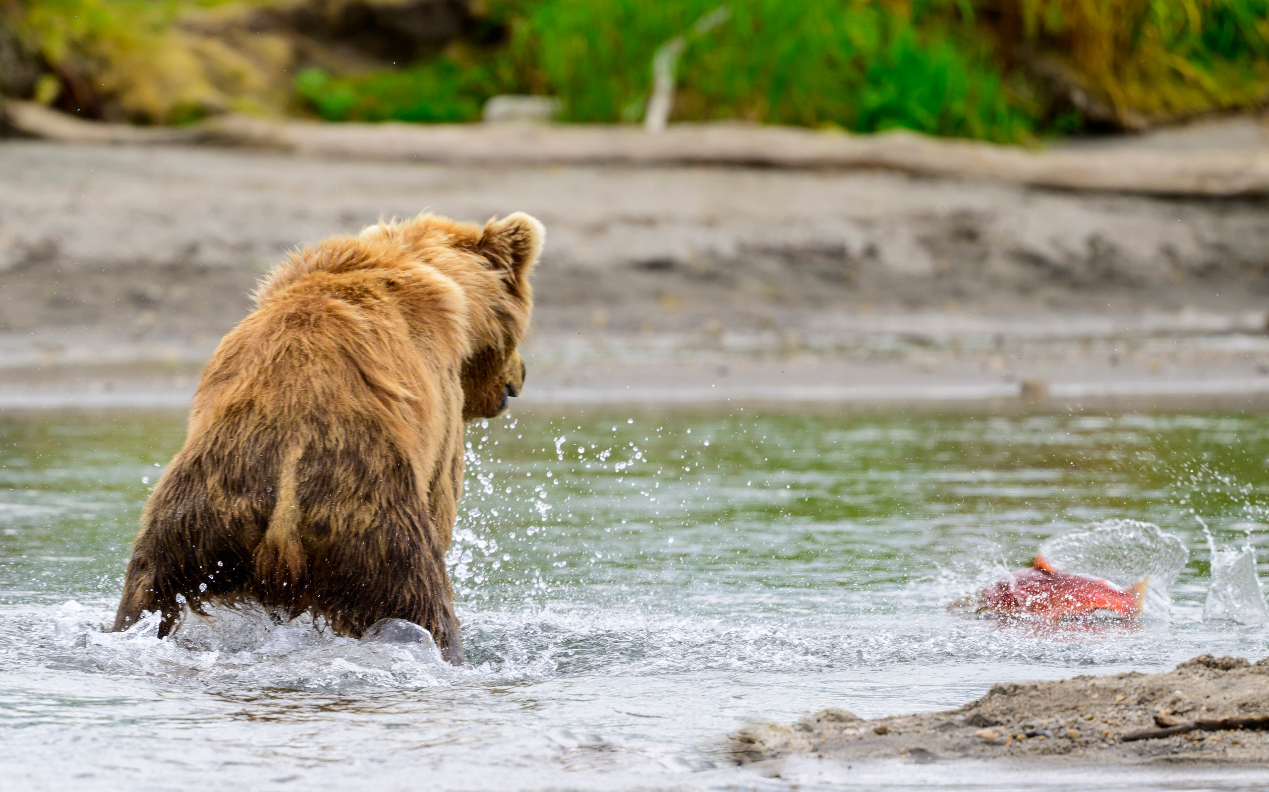 Камчатка, Россия. Фотограф Сергей Пупонин