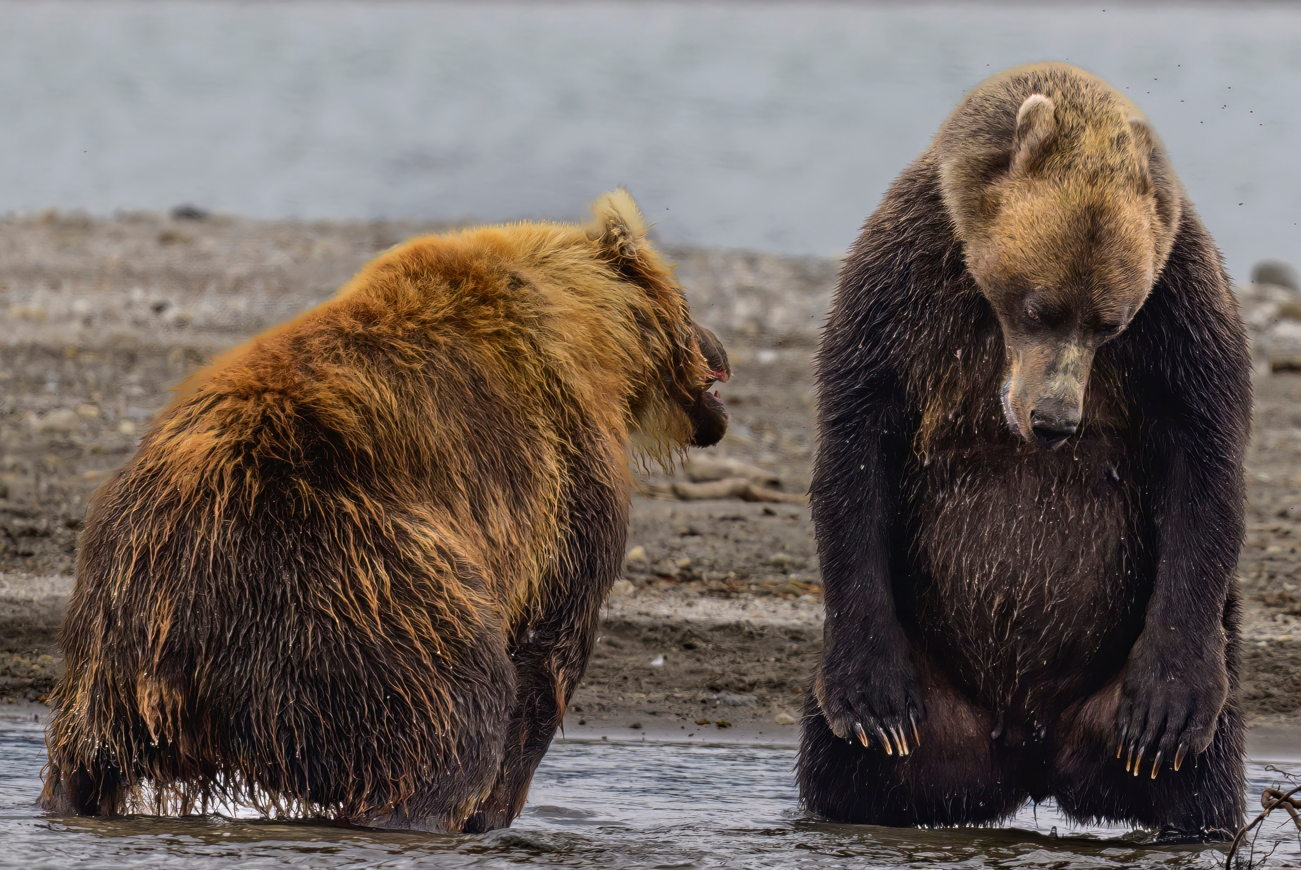 Камчатка, Россия. Фотограф Сергей Пупонин