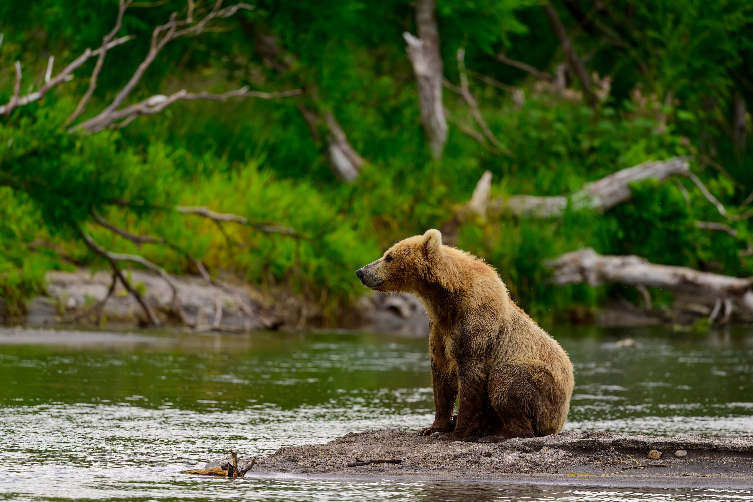 Камчатка, Россия. Фотограф Сергей Пупонин