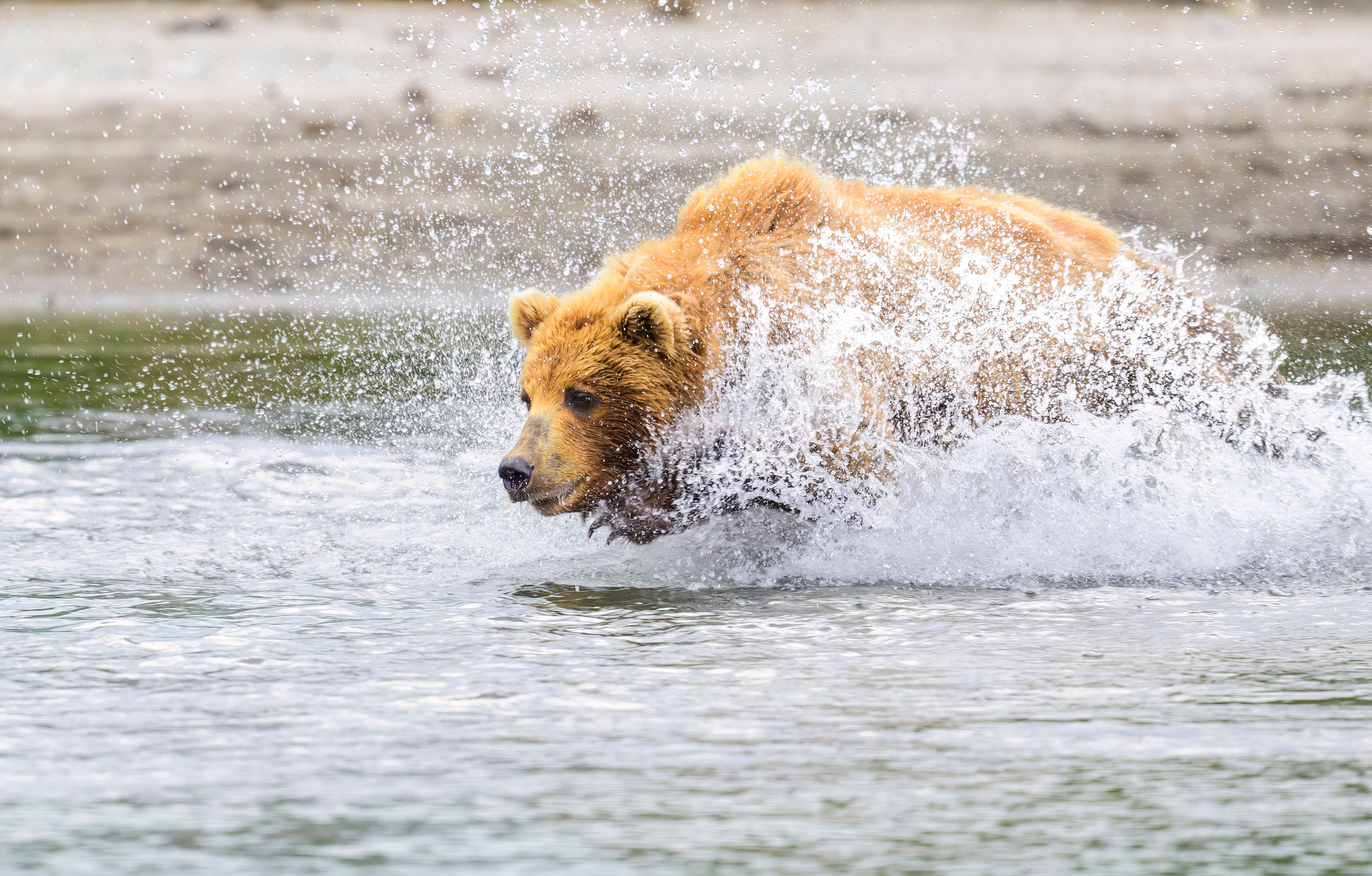 Камчатка, Россия. Фотограф Сергей Пупонин