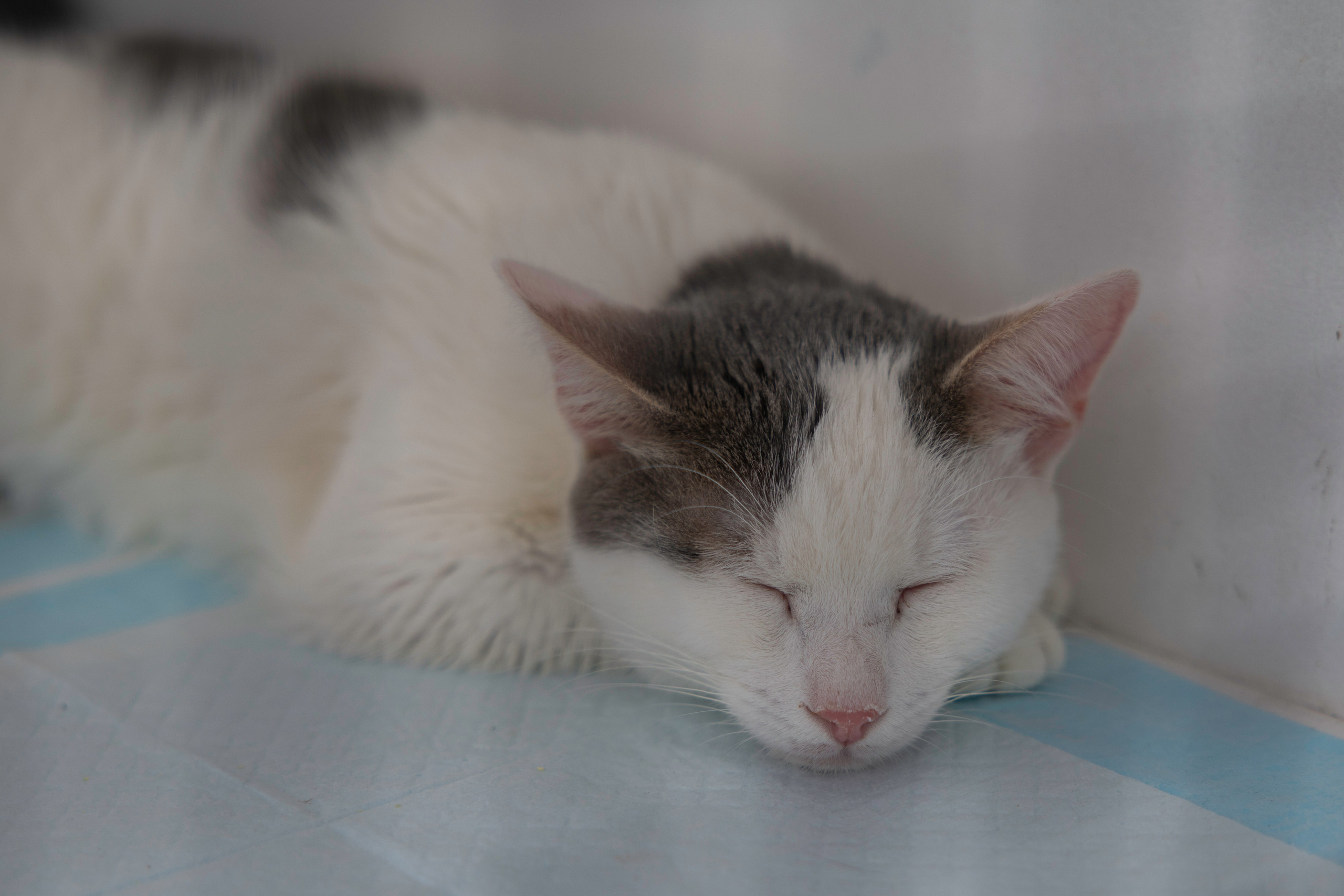 «ЛапкиФест». Фотограф, получающий удовольствие от своей работы