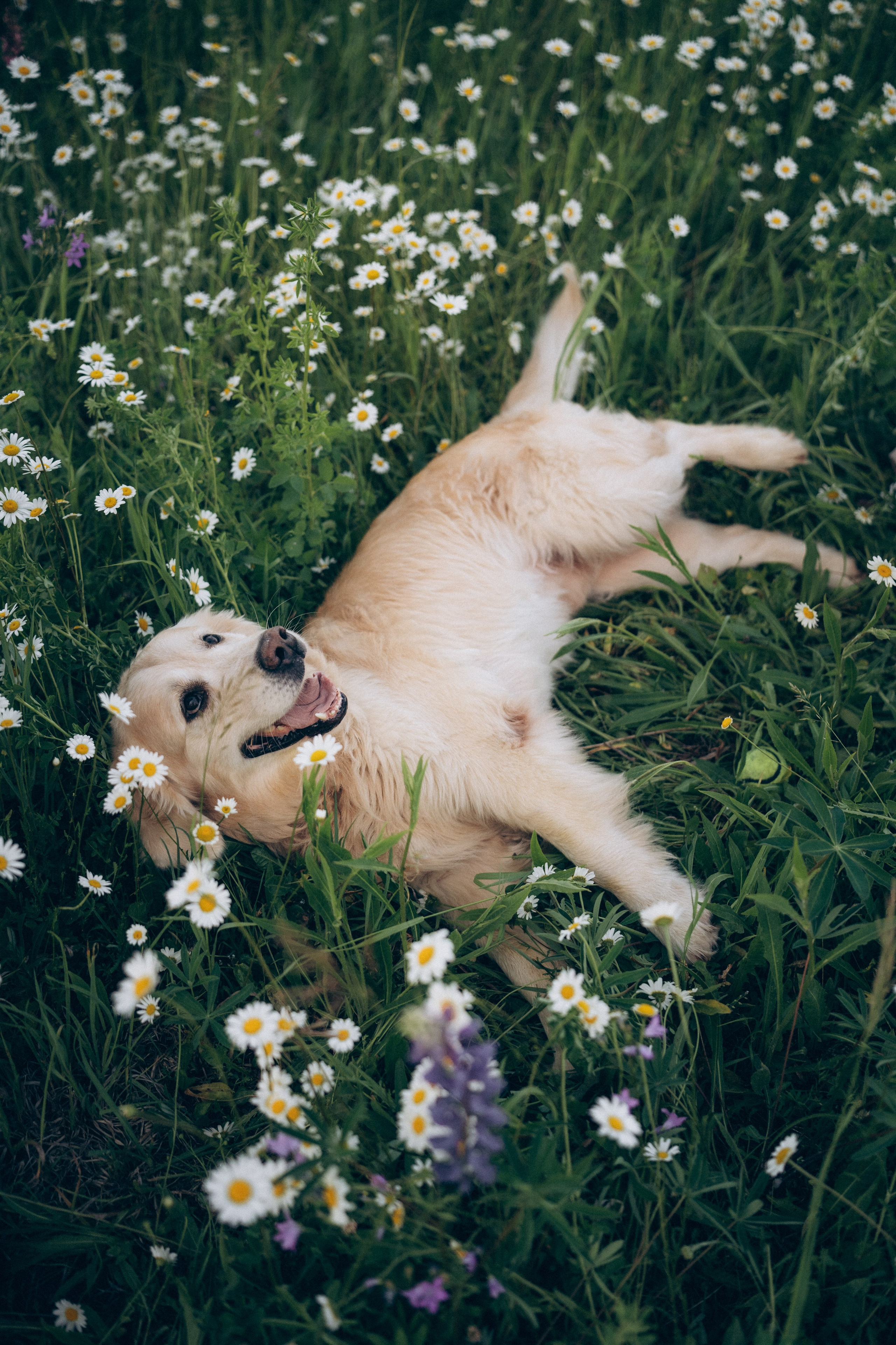 Кристина, Александр, Каролина, Владлен и Космос. Фотограф анималист в Москве и Санкт-Петербурге Свиридова Анна