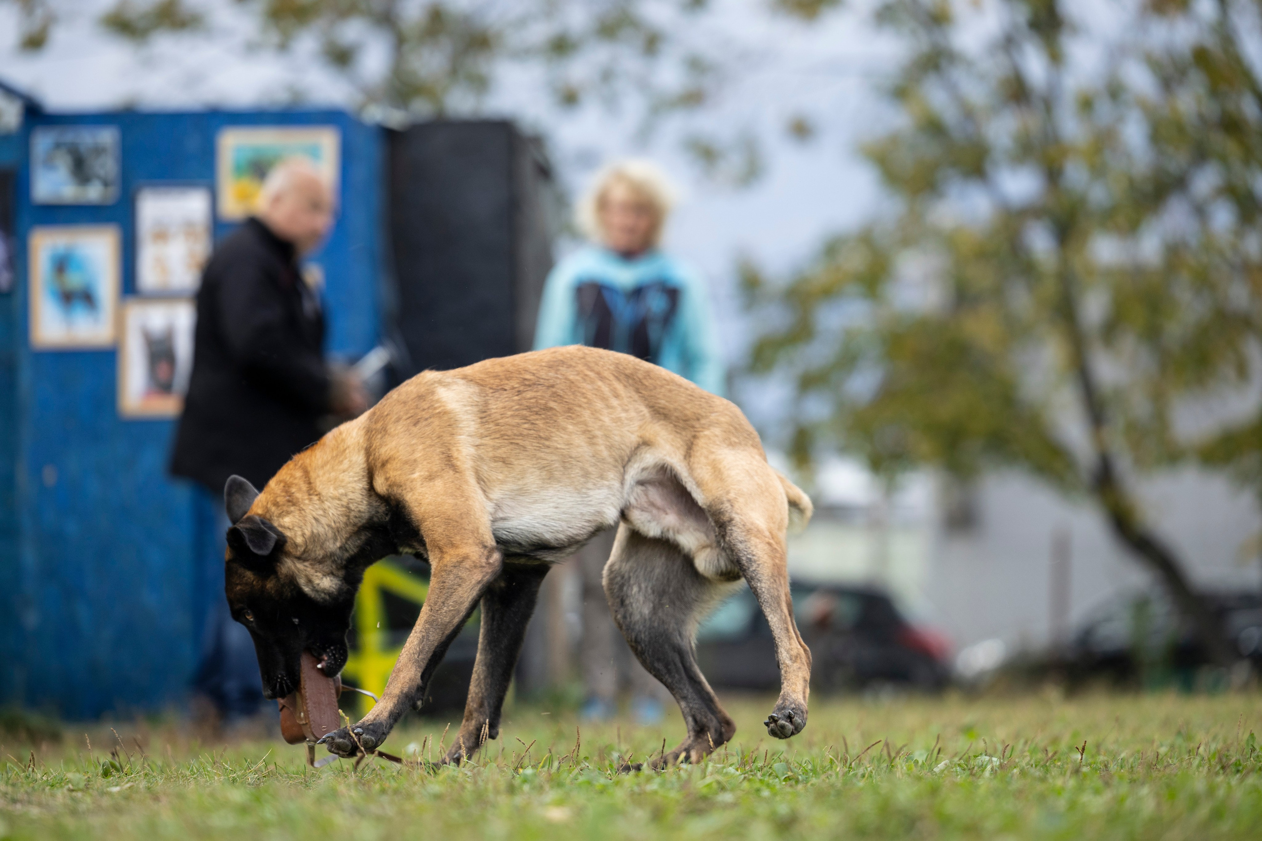 Испытания по Мондьорингу г. Пушкин. Фотограф-анималист Анна Маринич