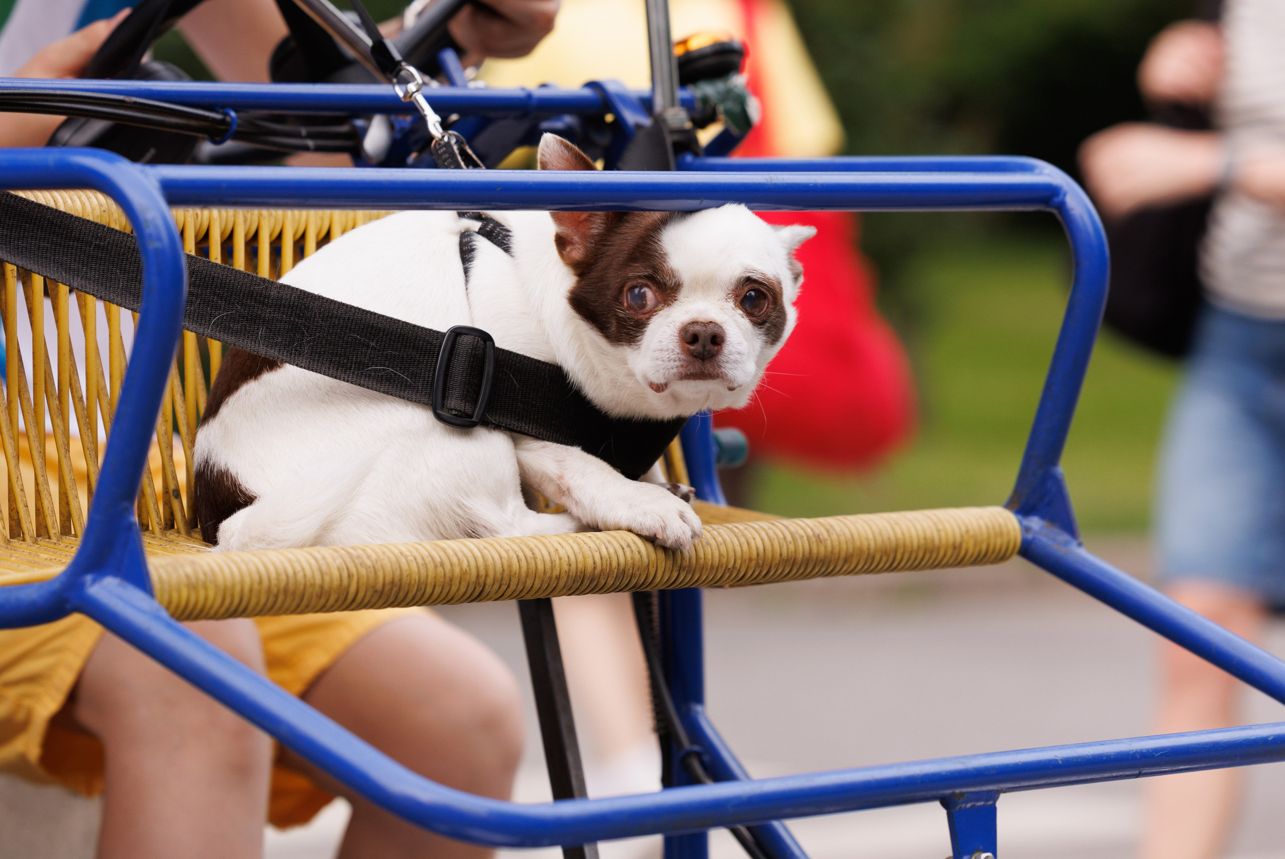 PetShopDays2026. Фотограф Александр Заломаев