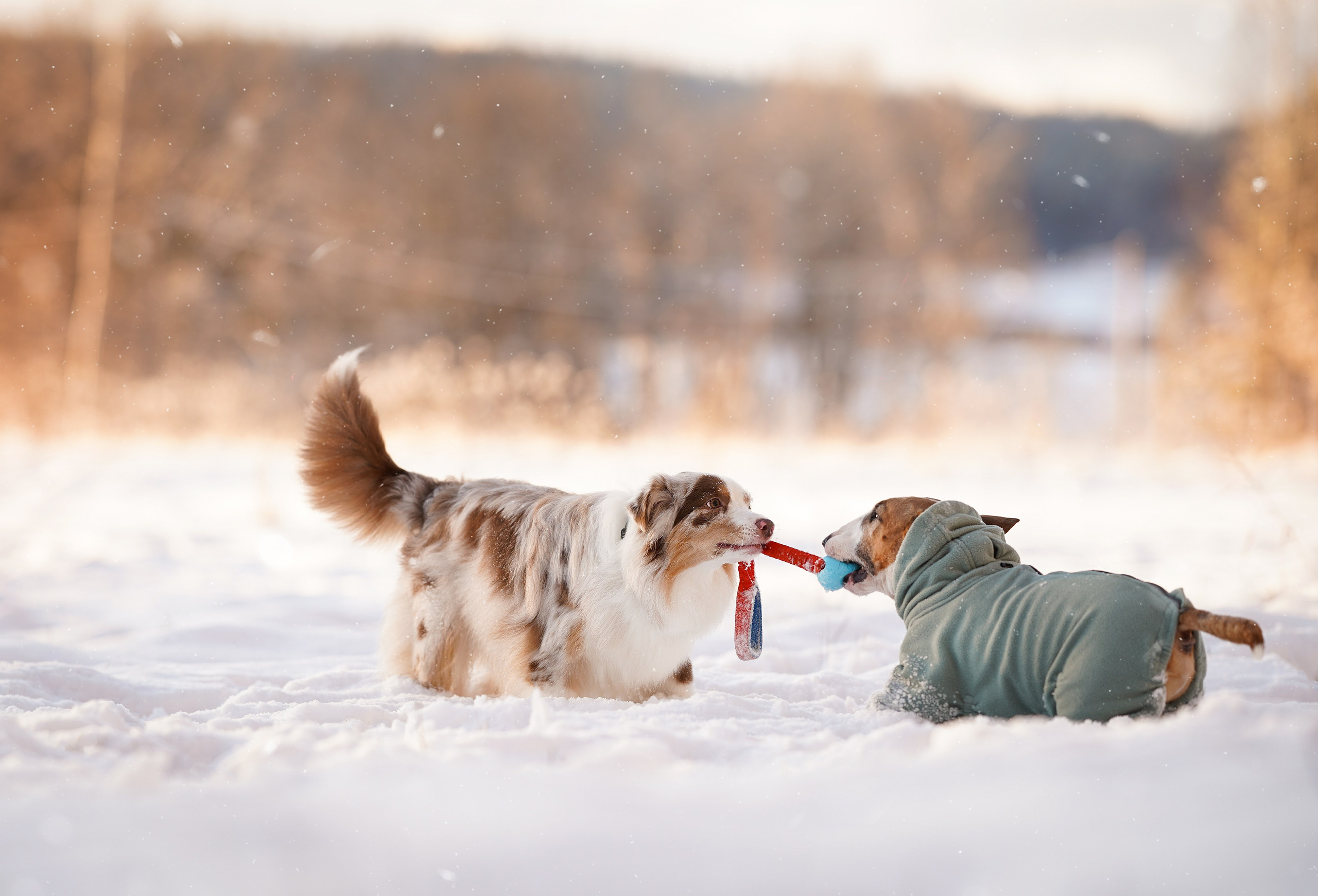 Панда и Юни Карелия. Фотограф-анималист в Санкт-Петербурге Яна Мартынова