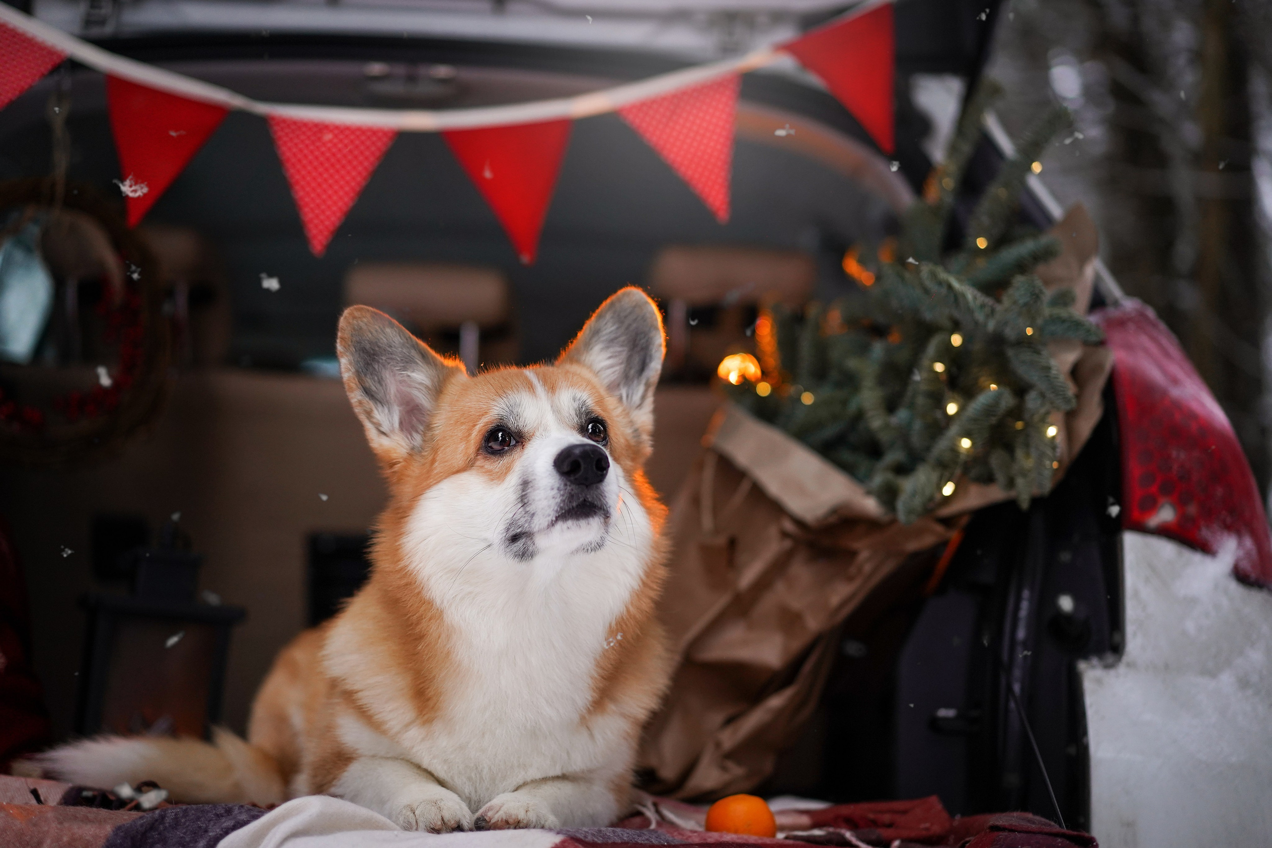 Катя Рокки и Честер. Фотограф-анималист в Санкт-Петербурге Яна Мартынова