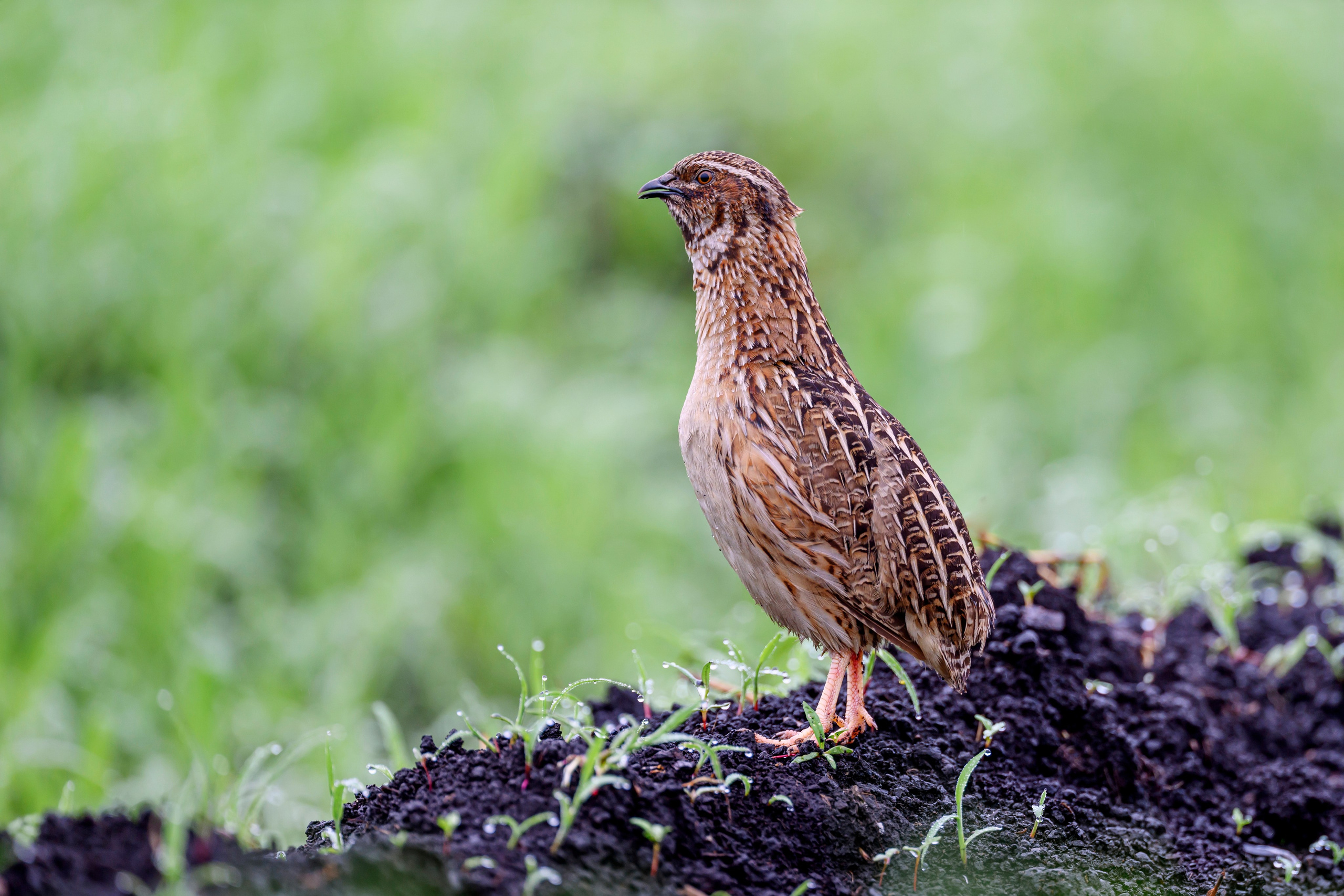 Перепела VII. Фотограф Сергей Пупонин
