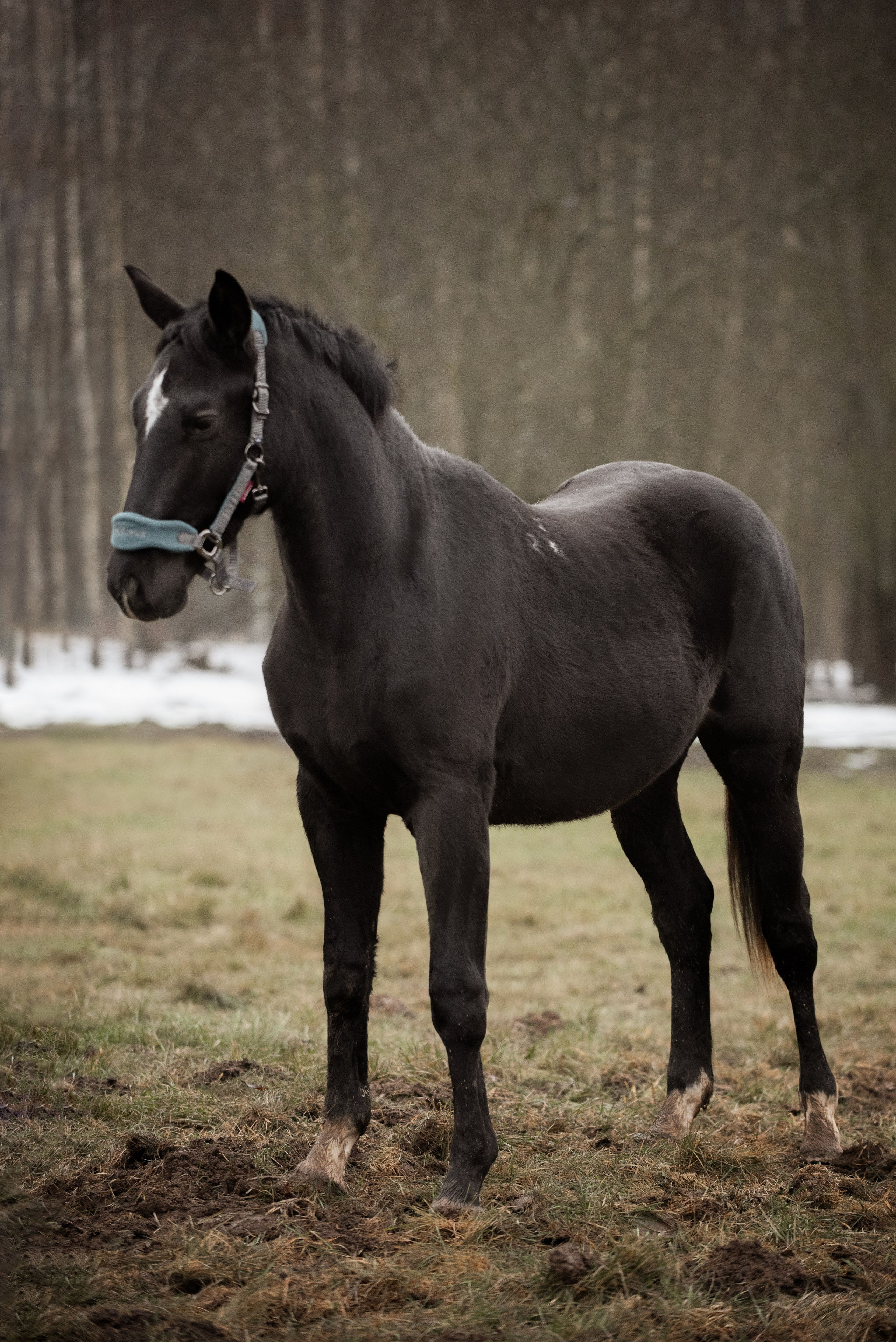 Мелкаши ЮНА. Куракина Дарья • Конный фотограф