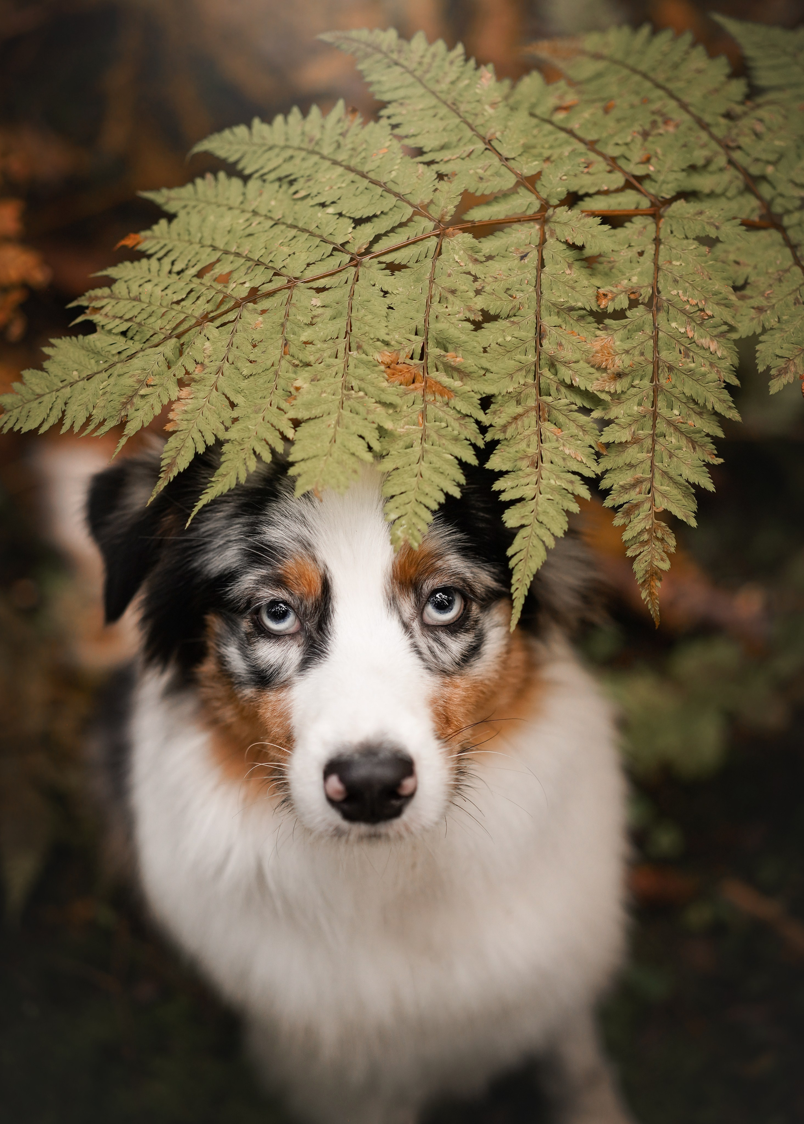 Соня Гавриил и Юкки. Фотограф-анималист в Санкт-Петербурге Яна Мартынова