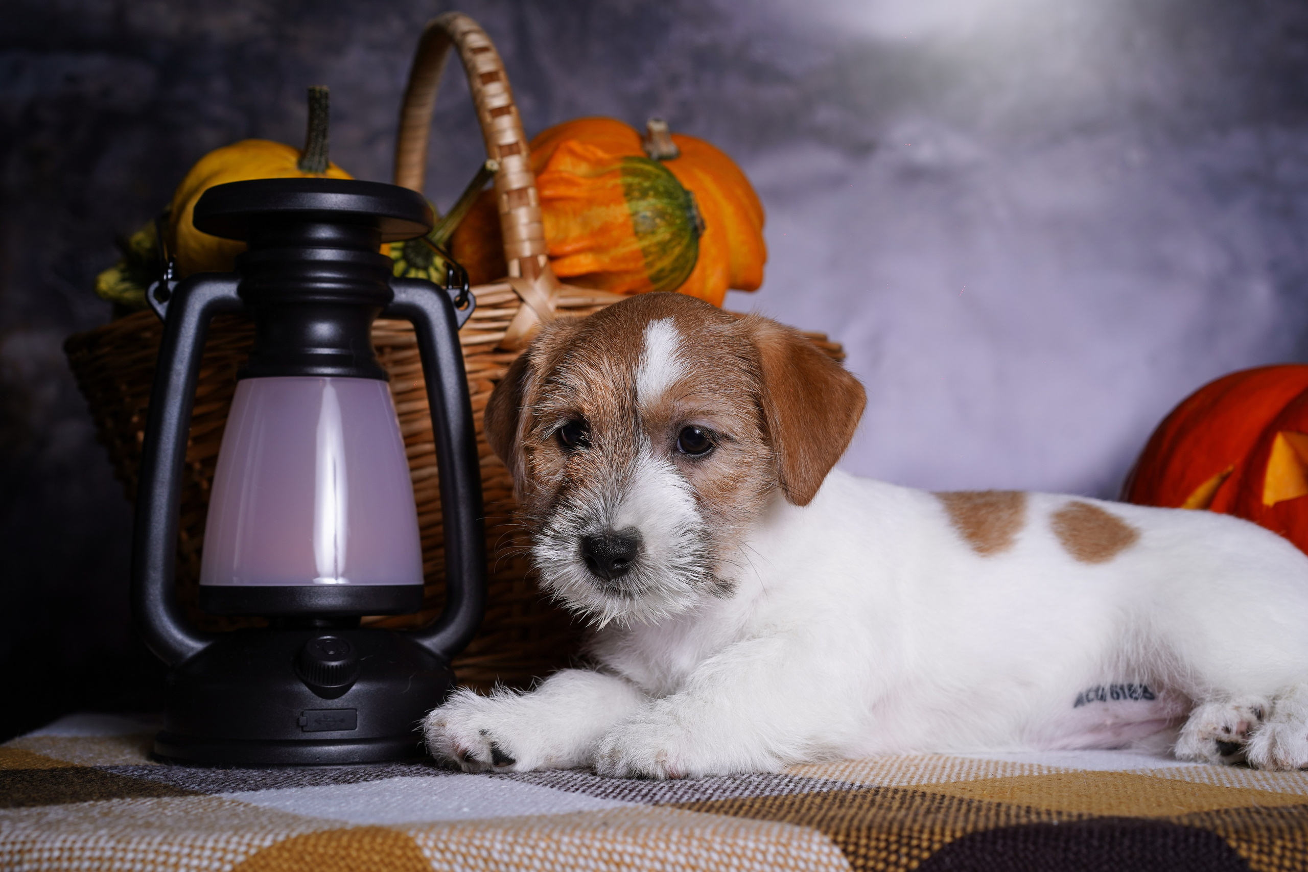 Щенки джек-рассел терьера. Фотограф-анималист в Санкт-Петербурге Яна Мартынова