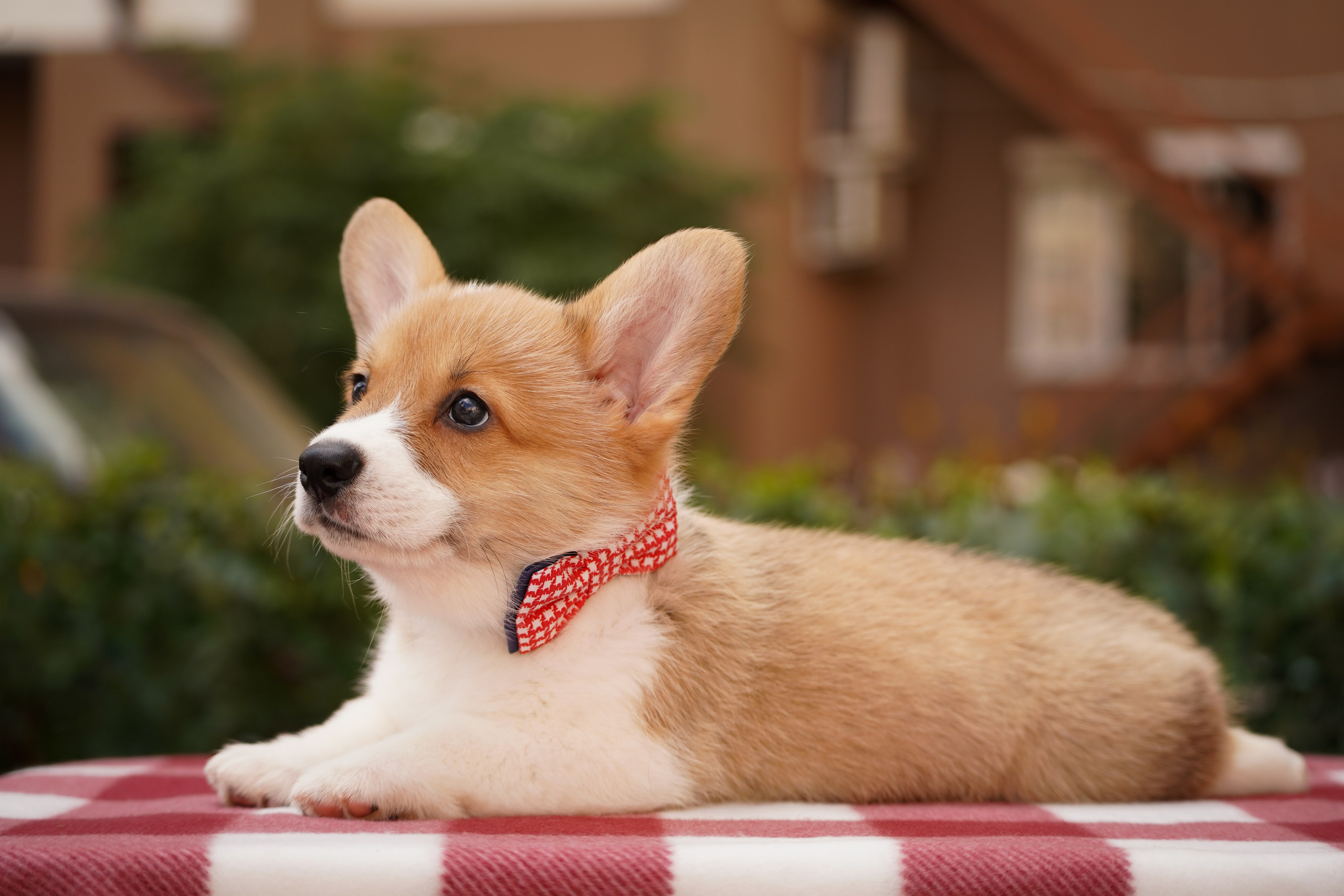 Корги. Фотограф-анималист Анастасия Большакова