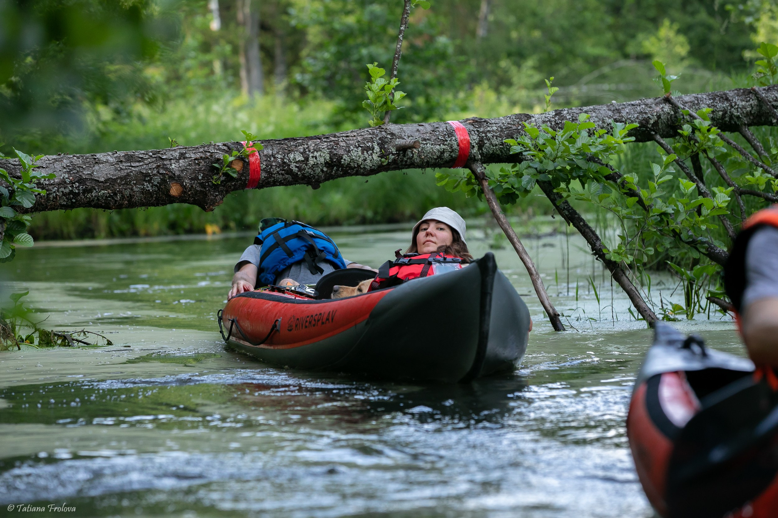 Фотоочет о сплаве на байдарках вместе с собаками. Фотограф-анималист в Москве и Московской области Татьяна Фролова