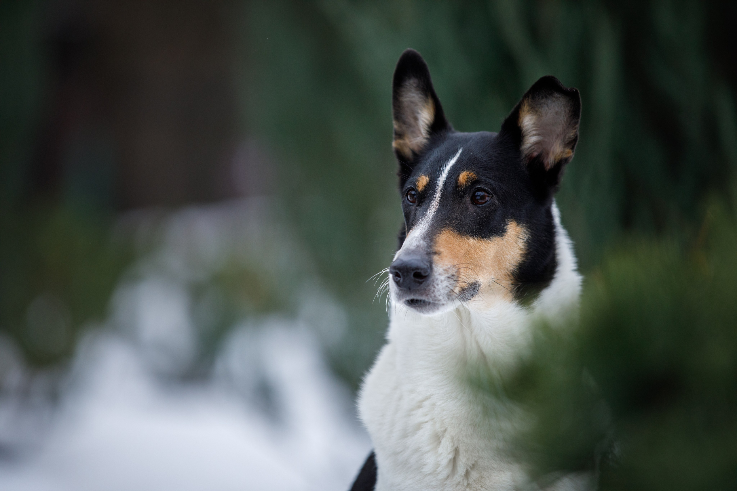 Фотограф-анималист в Москве и Московской области Татьяна Фролова