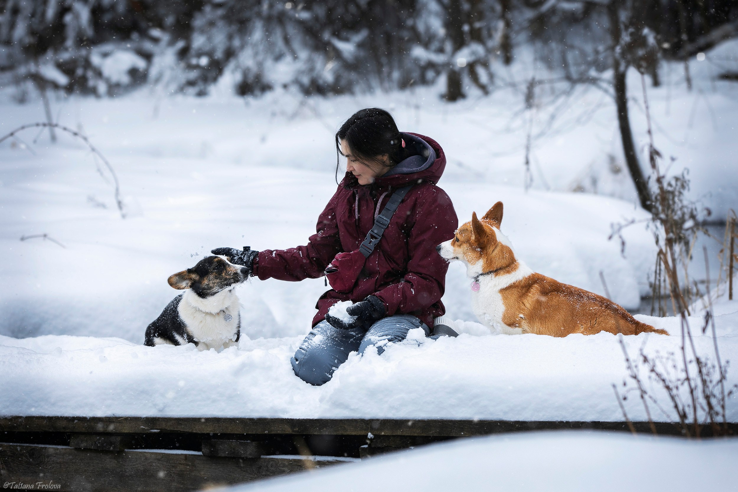 Фотосессия с собаками в зимнем лесу в Пушкино. Фотограф-анималист в Москве и Московской области Татьяна Фролова