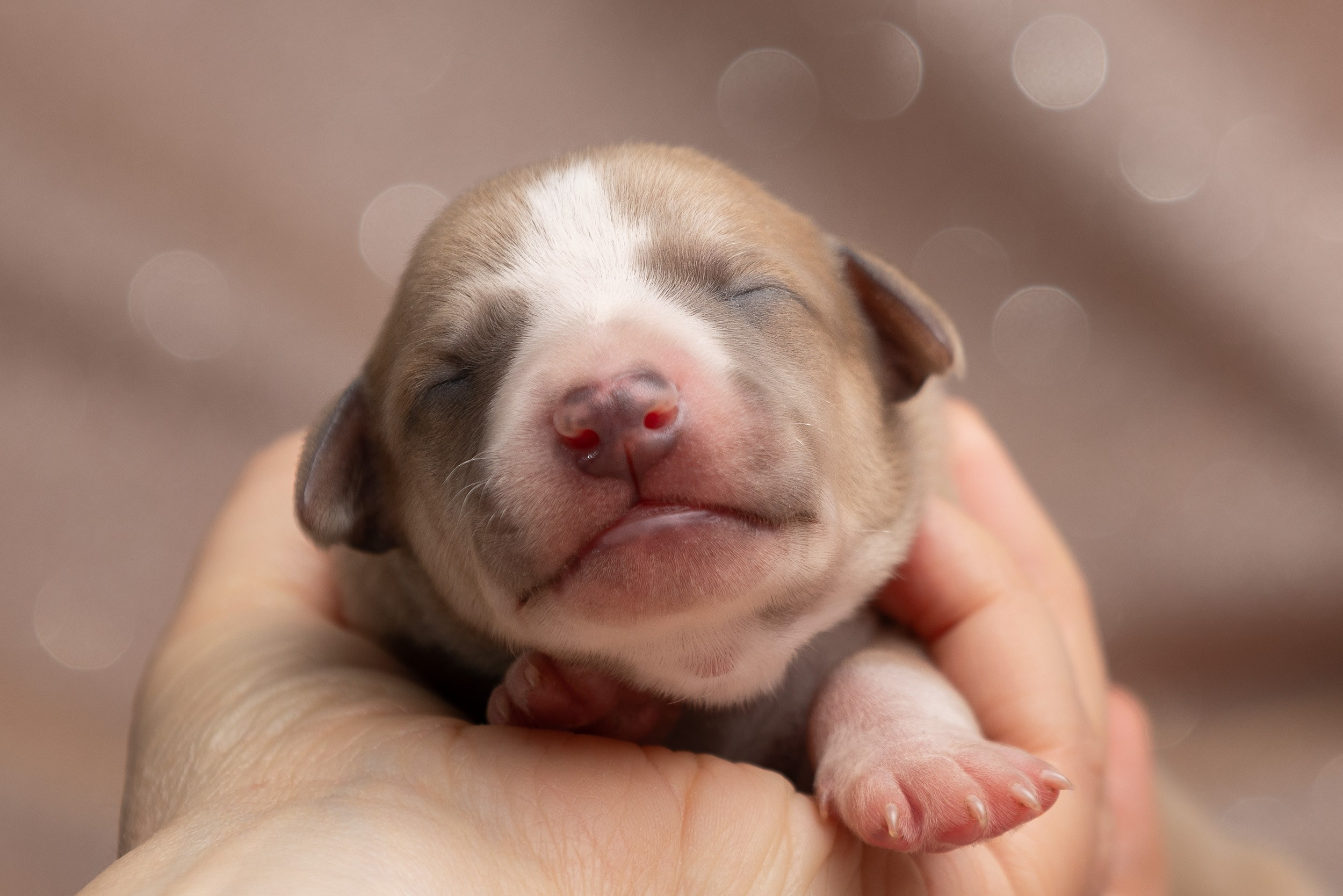 Ньюборн для щенков уиппета. Фотограф-анималист в Москве и Московской области Татьяна Фролова