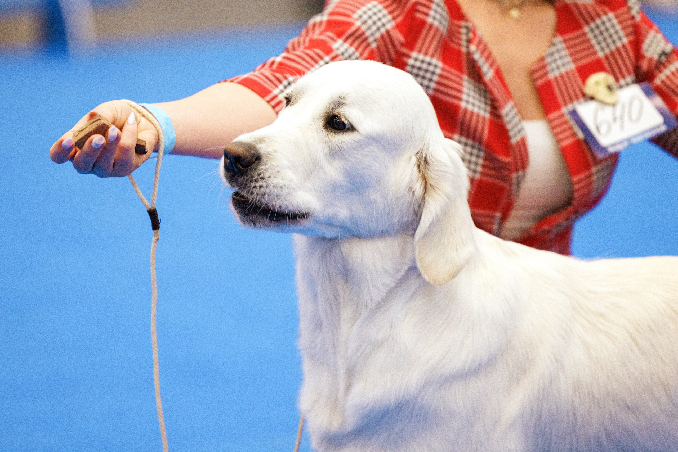 Нижний Новгород 21-22.10.2023. Фотограф-анималист Юлия Германика