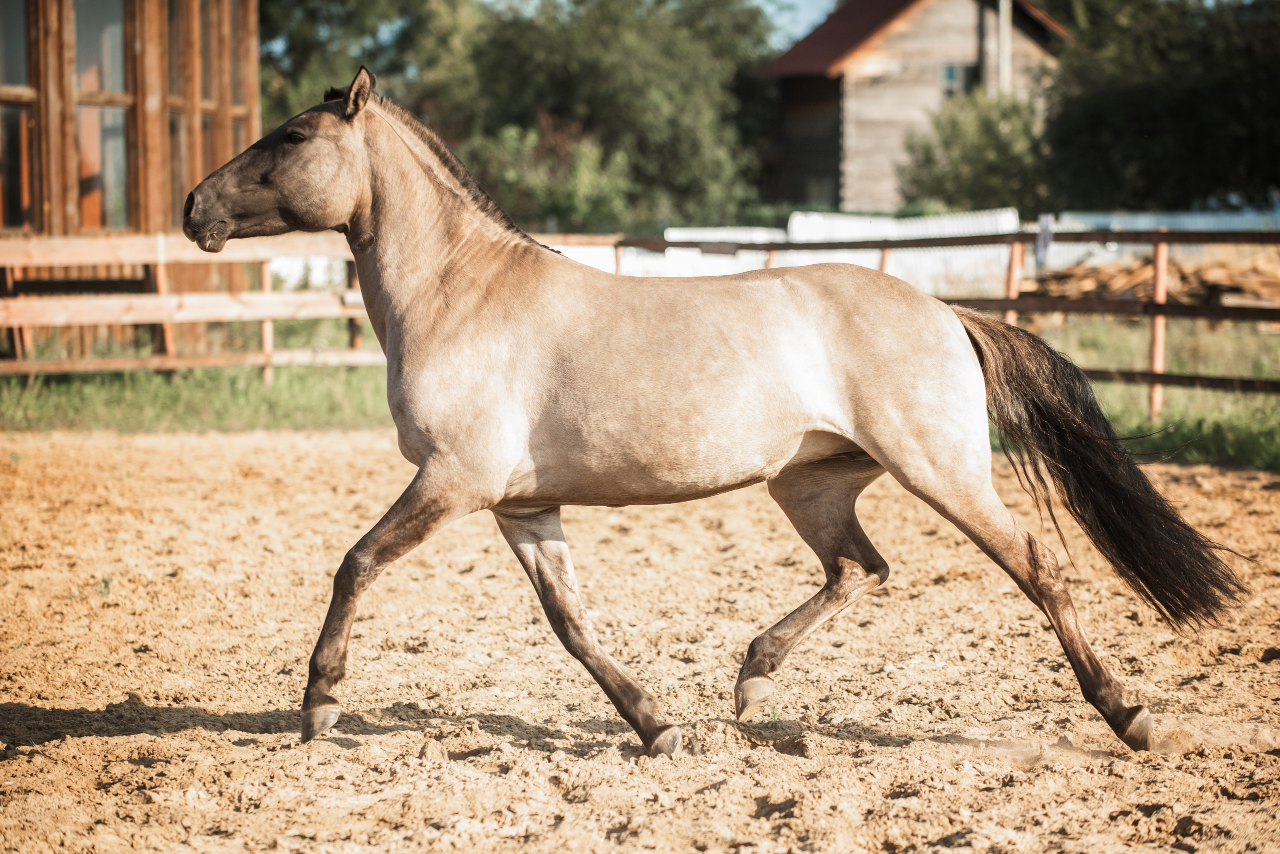 Катя SedlaMSK и Кася с Габи. Конный фотограф Куракина Дарья • Фотосессии с лошадьми