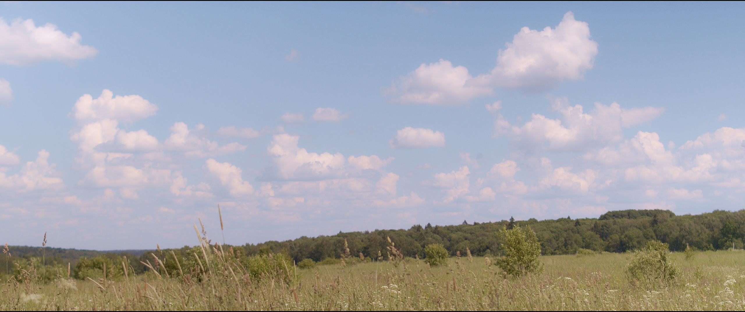 Footage from the interview. Poale Ell Chinese Crested Dog Kennel: Buy a puppy from the kennel