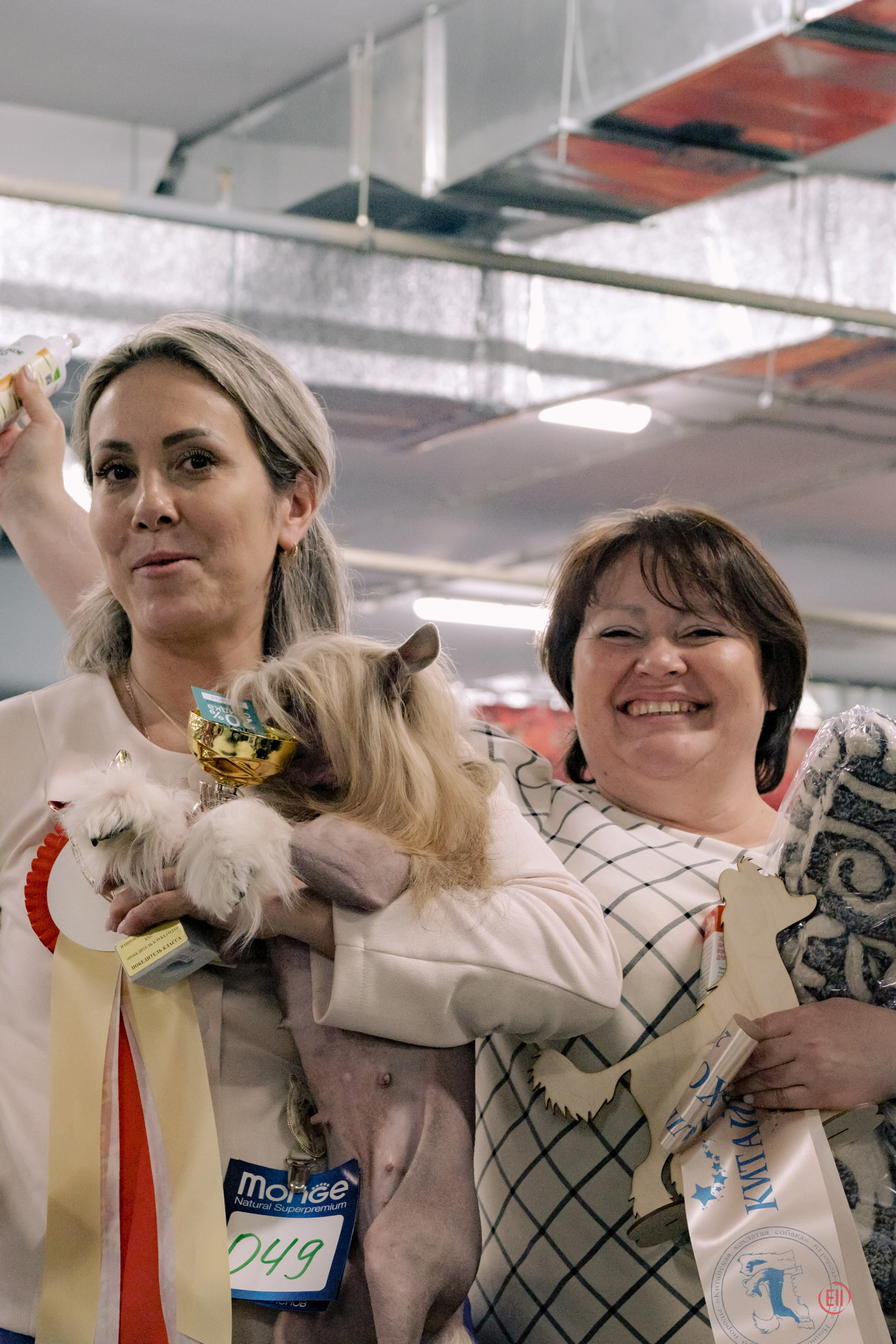 Национальная выставка китайских хохлатых собак 2023. Питомник китайских хохлатых собак Poale Ell: купить щенка