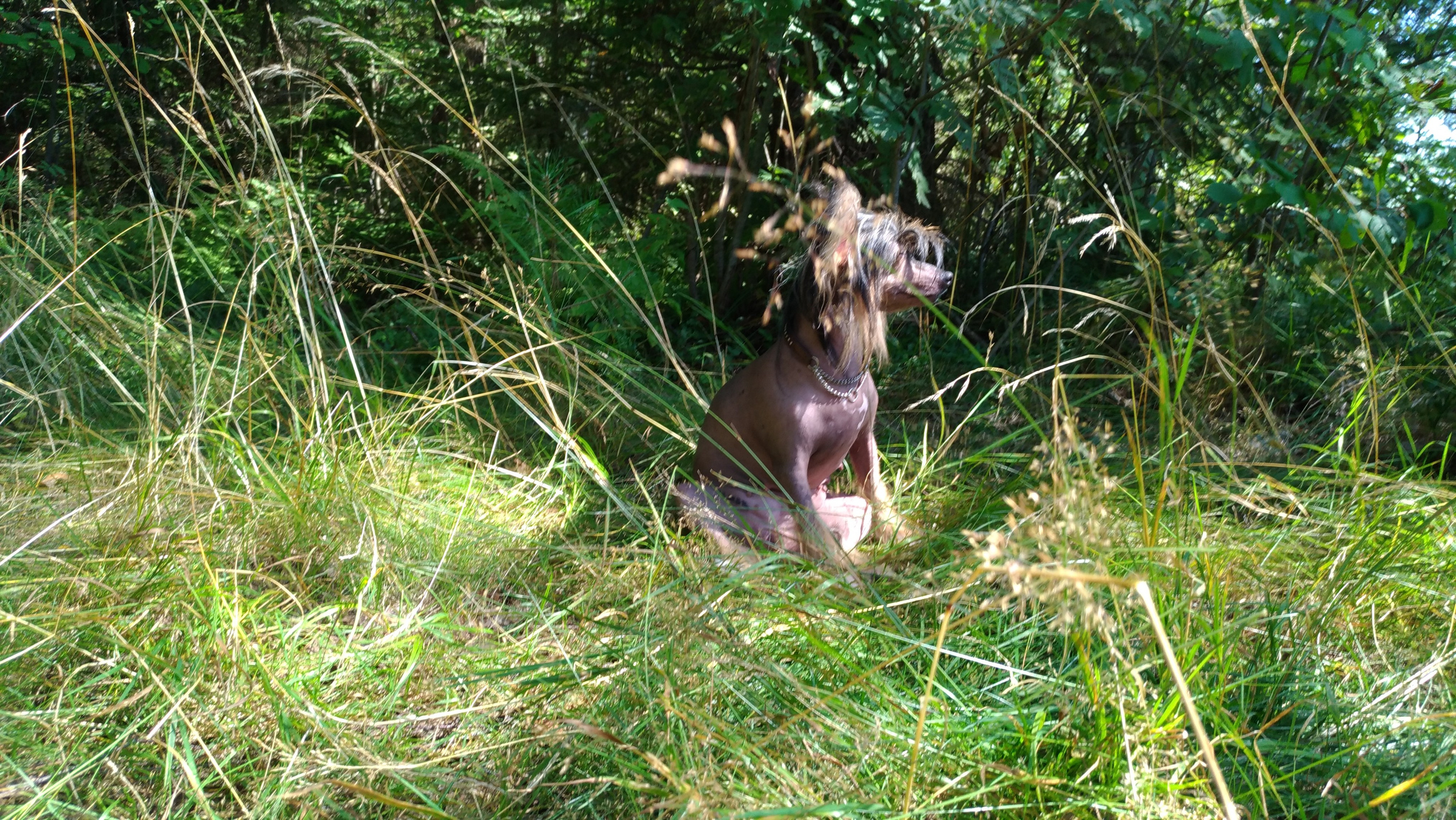 Hike to Konakovo. Poale Ell Chinese Crested Dog Kennel: Buy a puppy from the kennel