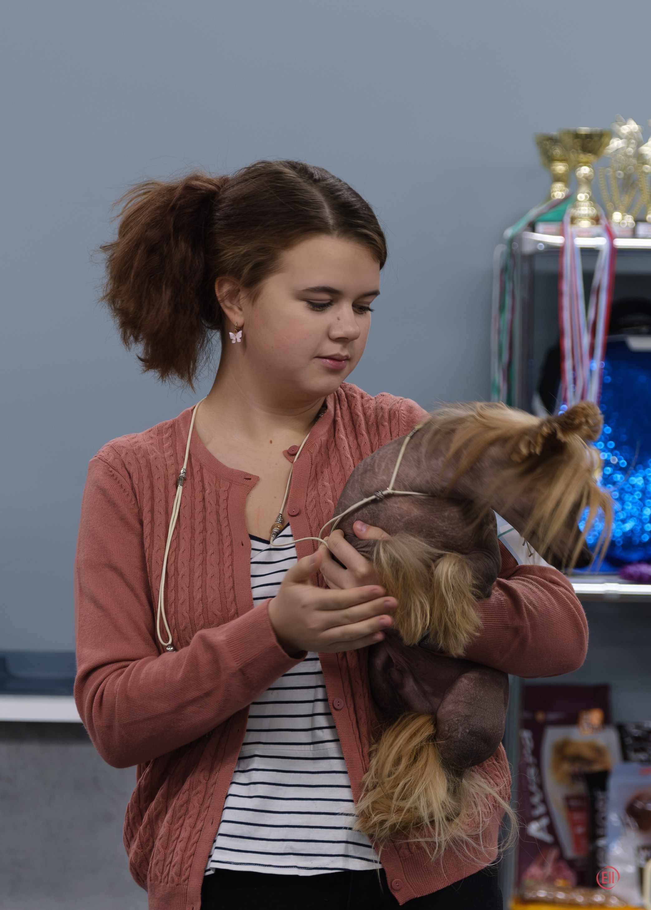 Праздник породы «Яркий мир китайских хохлатых собак». Питомник китайских хохлатых собак Poale Ell: купить щенка