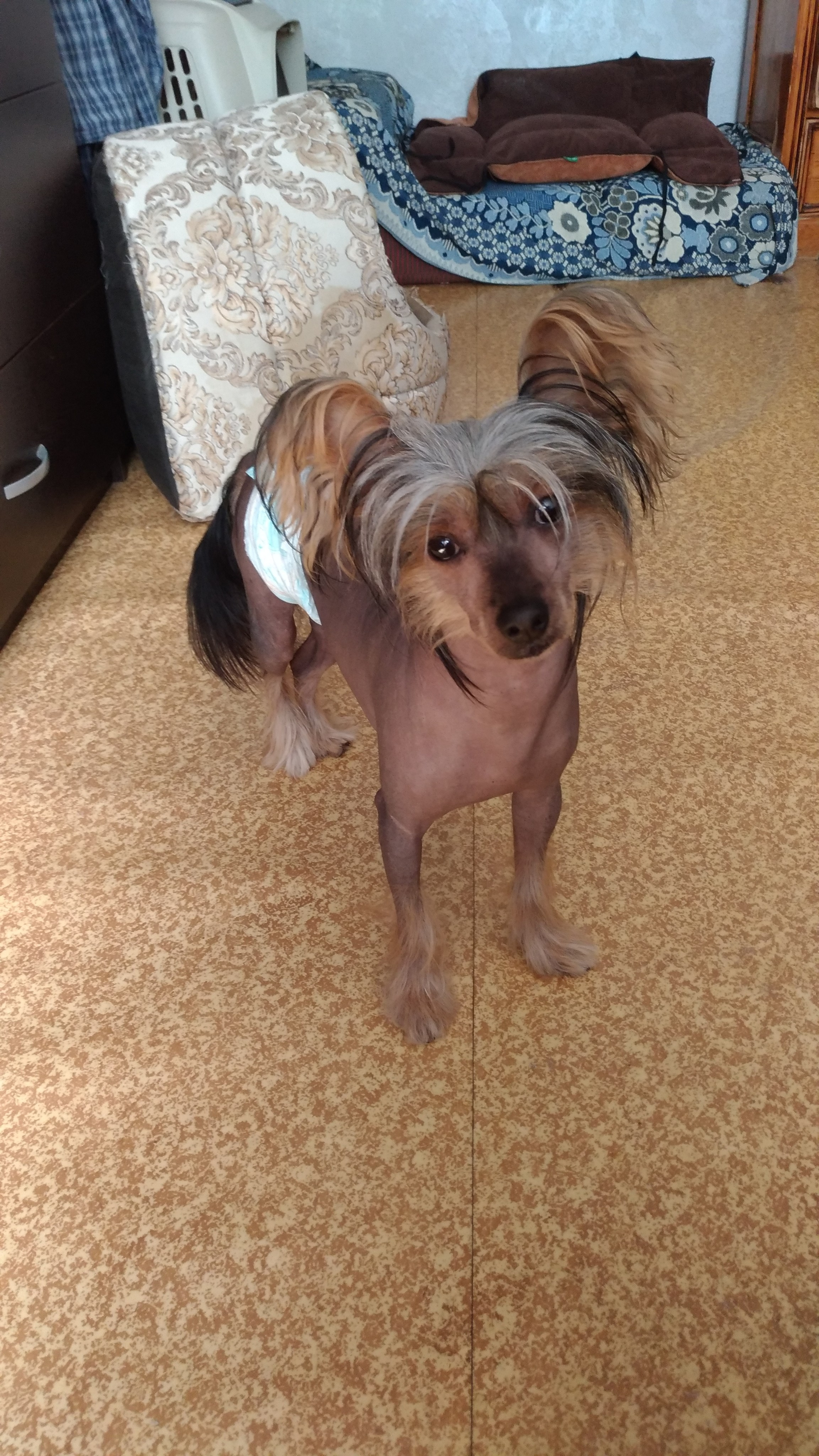 Адамусик милый малыш. Питомник китайских хохлатых собак Poale Ell: купить щенка в питомнике