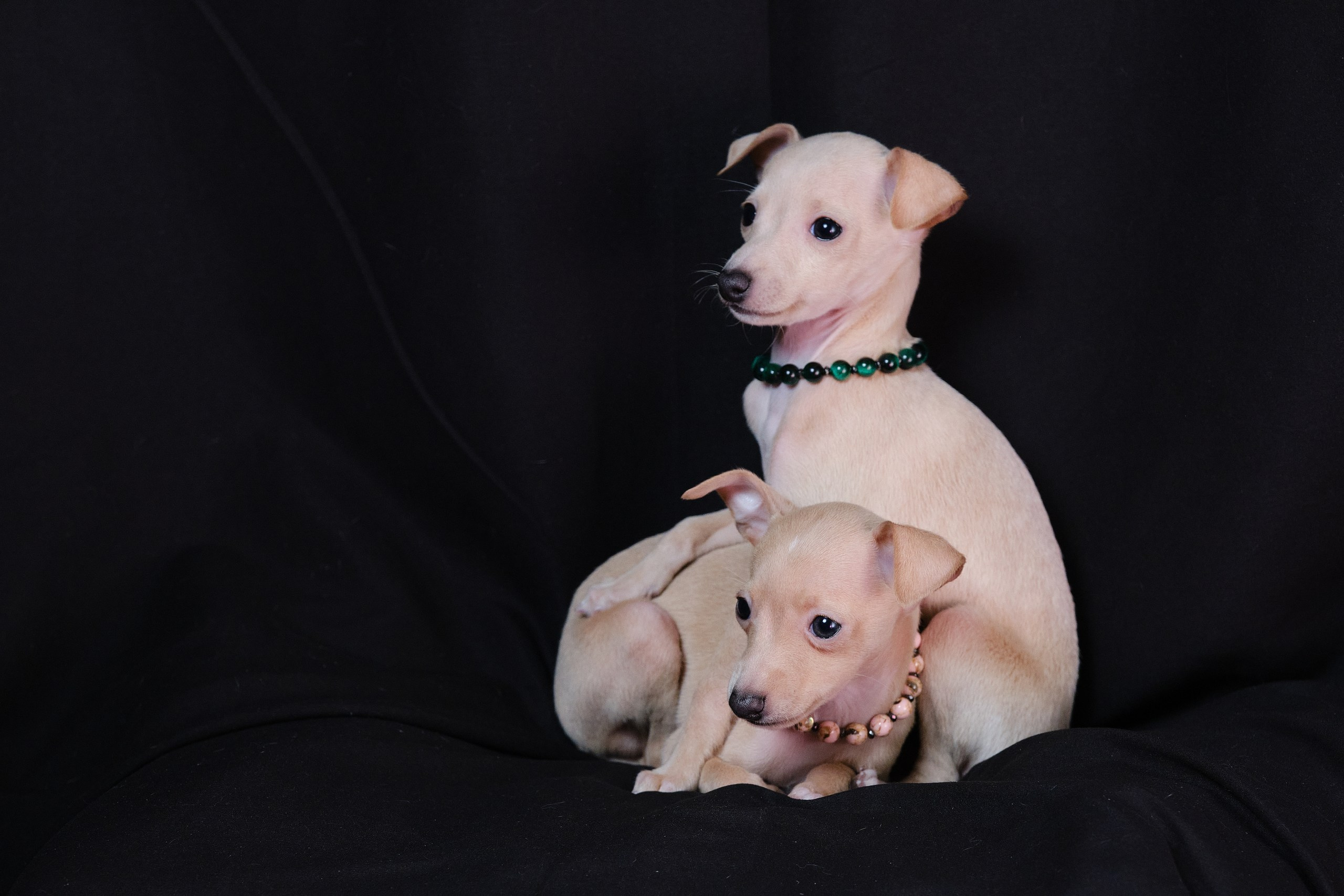 Кремовые детки. Профессиональный питомник левреток РКФ/FCI ASTI SAPPHIRE 💎 Сочи|Санкт-Петербург