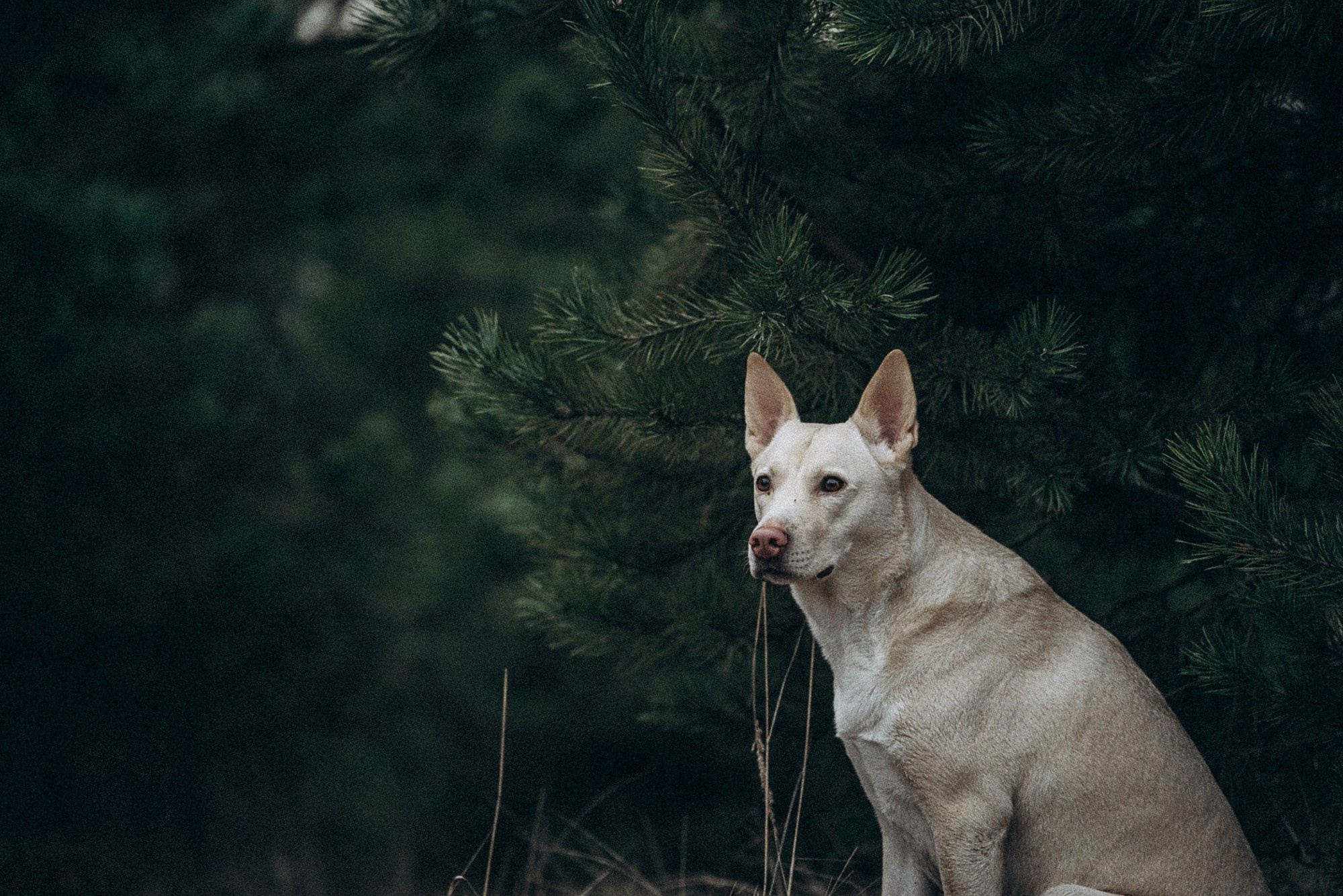 Туся. Фотограф анималист в Москве и Санкт-Петербурге Свиридова Анна