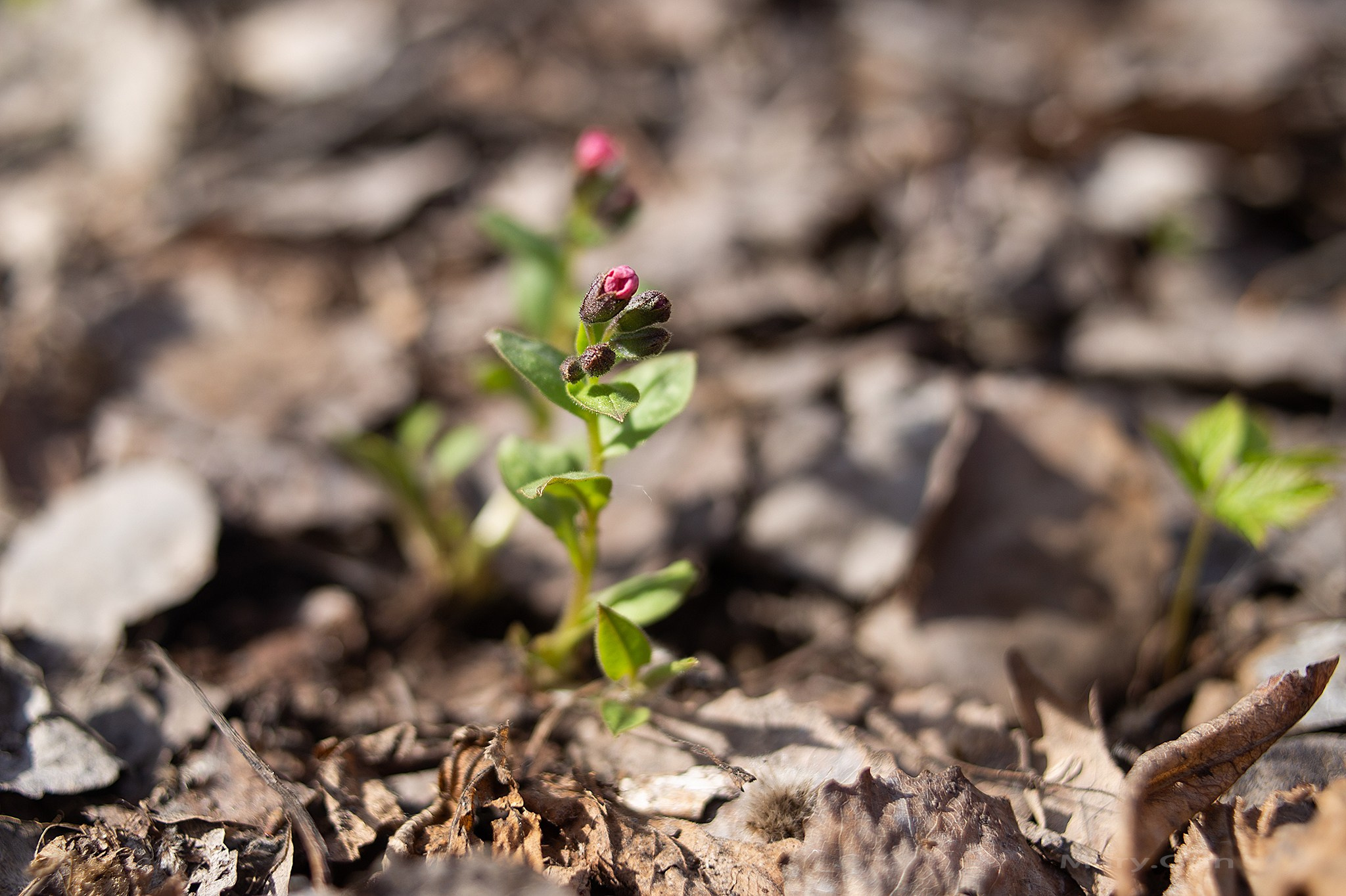 Весенняя прогулка. Детский и семейный фотограф, фотограф мероприятий Нижний Новгород
