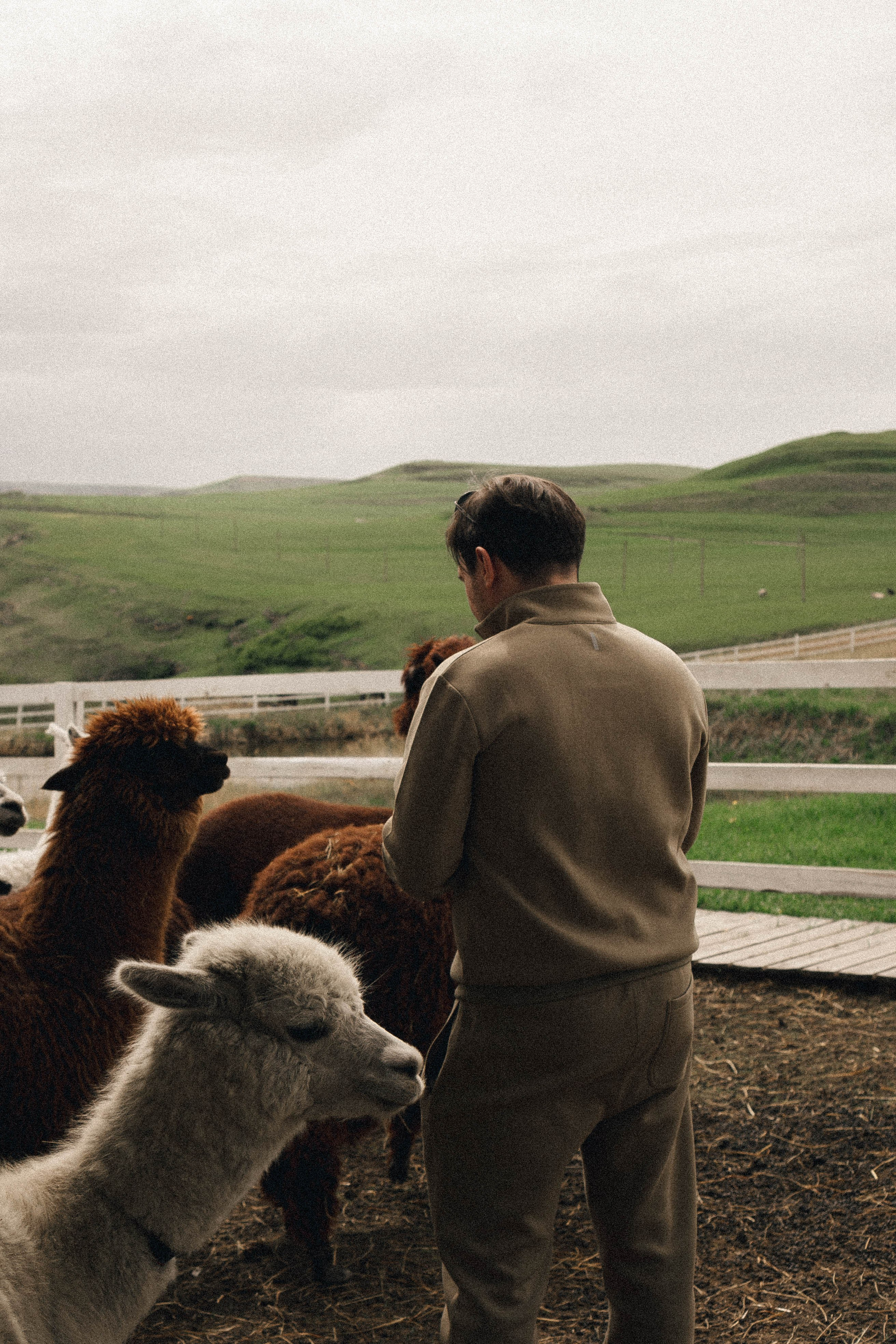 Ферма Альпак. Профессиональный фотограф, Санкт-Петербург — Виктория Богомолова
