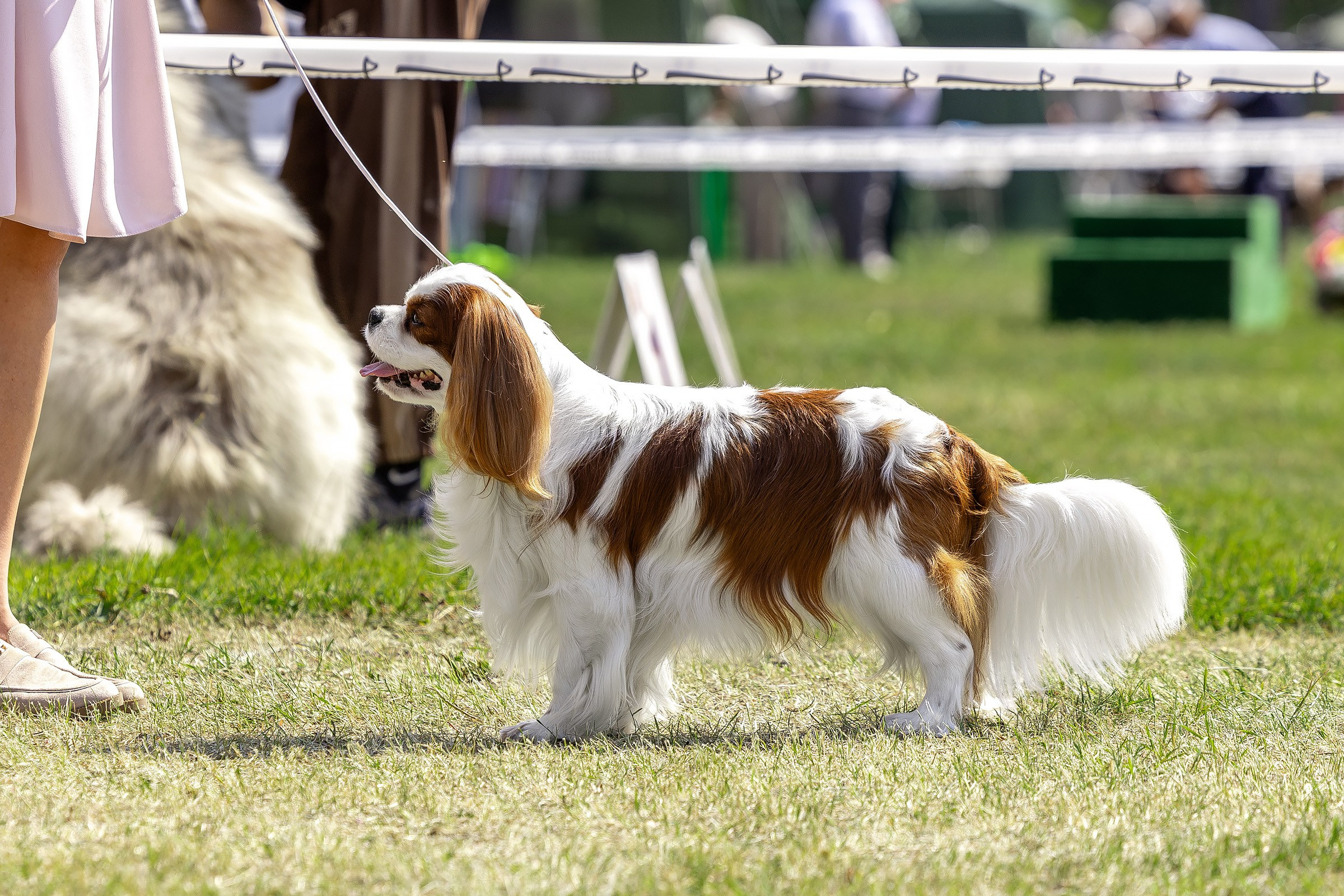 2–3 августа 2025, Выставка РКФ, г. Пермь. Htykk_photo