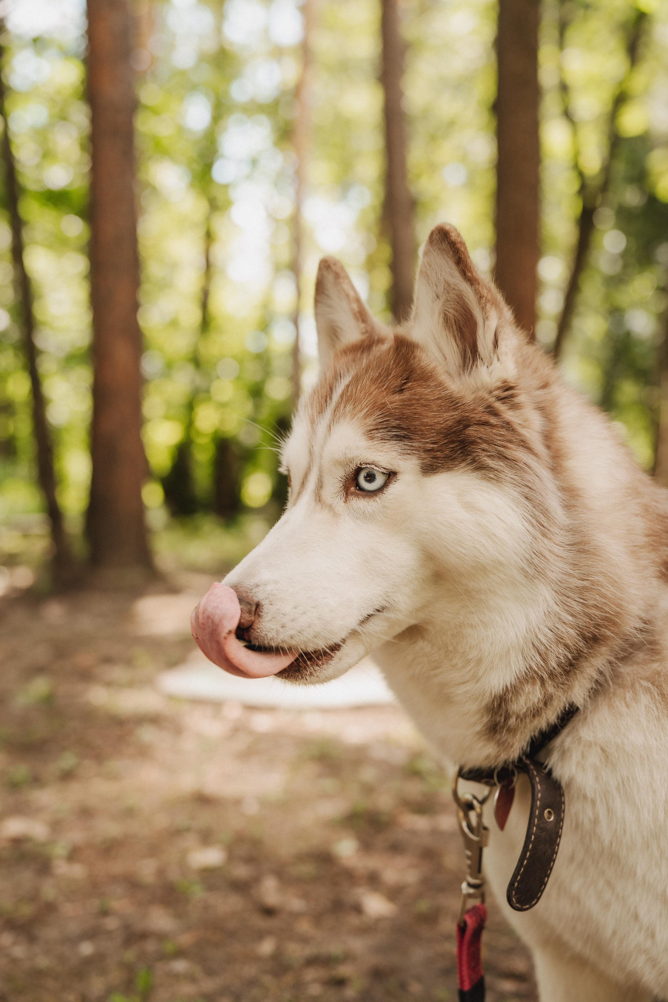 Дарья ♡ Максим ✧ Чоки — История любви, когда в семье есть хаски. Свадебный и портретный фотограф в Москве, Светлана Янковая