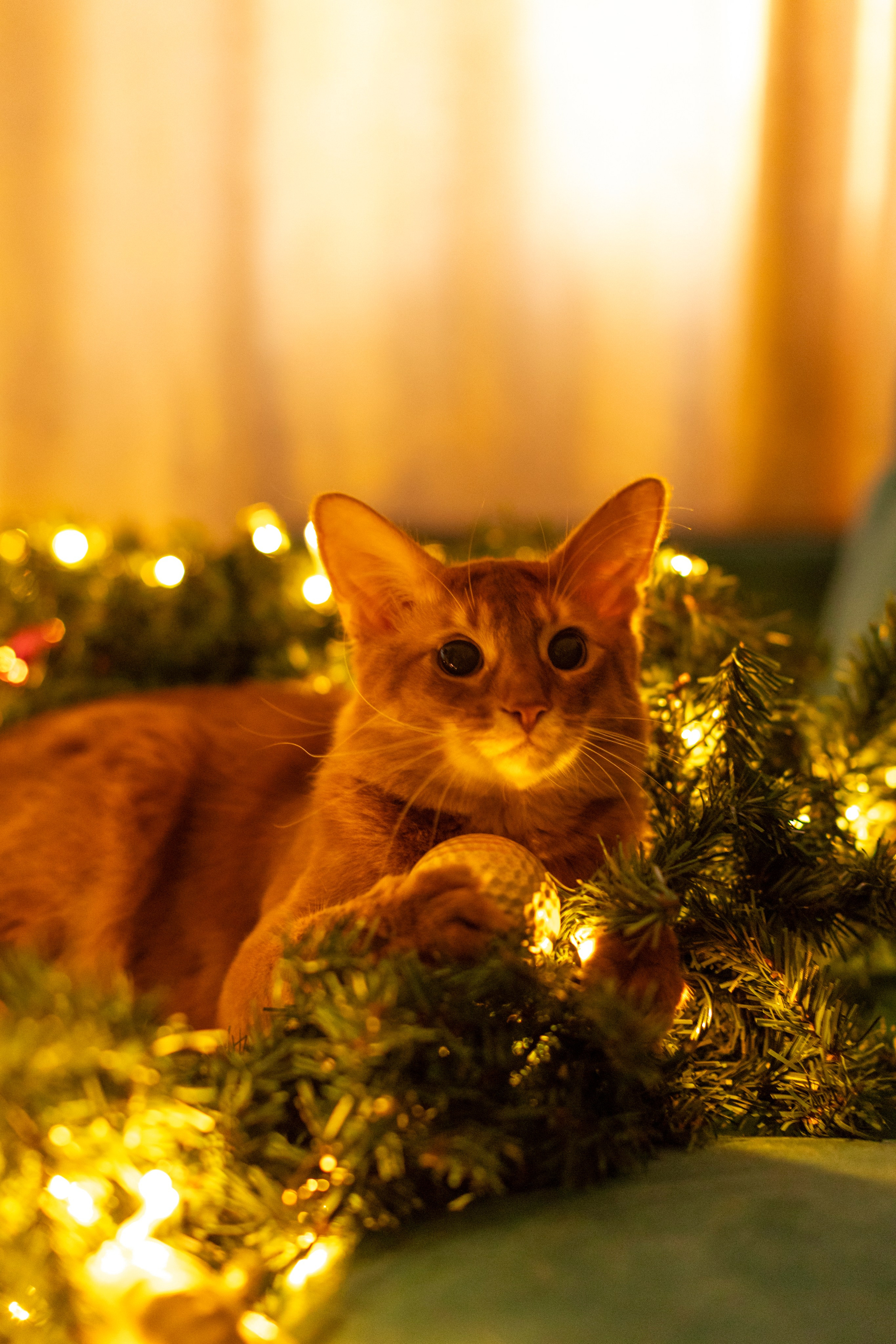 Сомали. Art my Pho