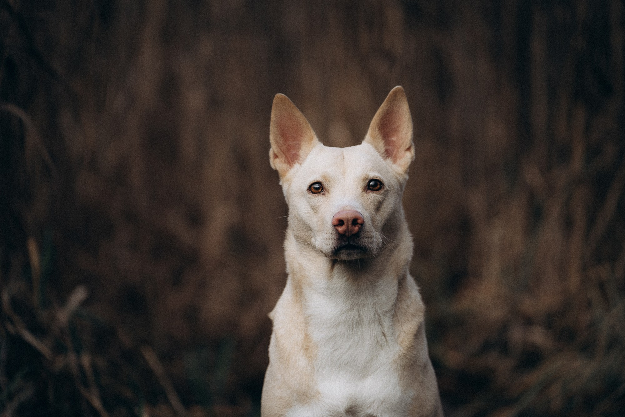 Туся. Фотограф анималист в Москве и Санкт-Петербурге Свиридова Анна