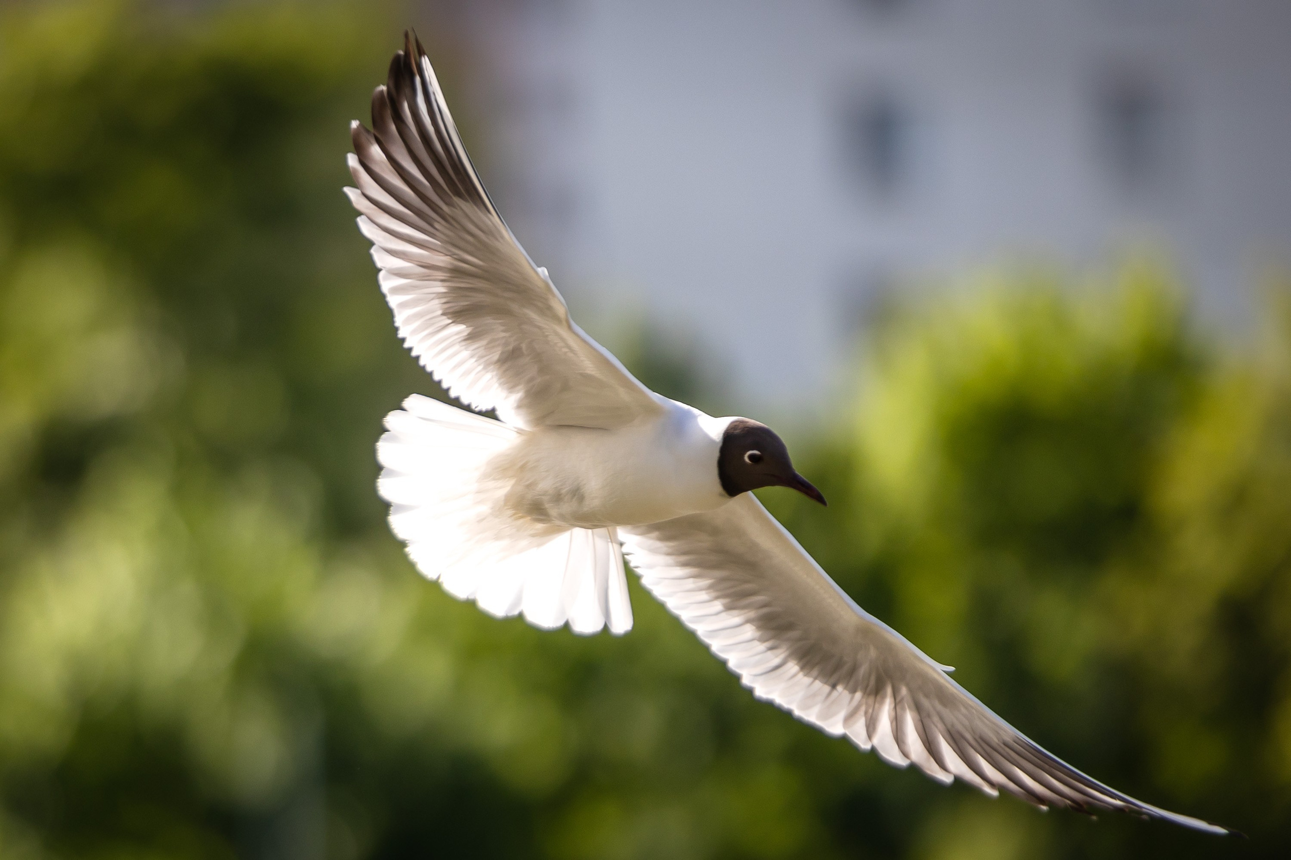 Птицы. Фотограф Владимир Охрименко