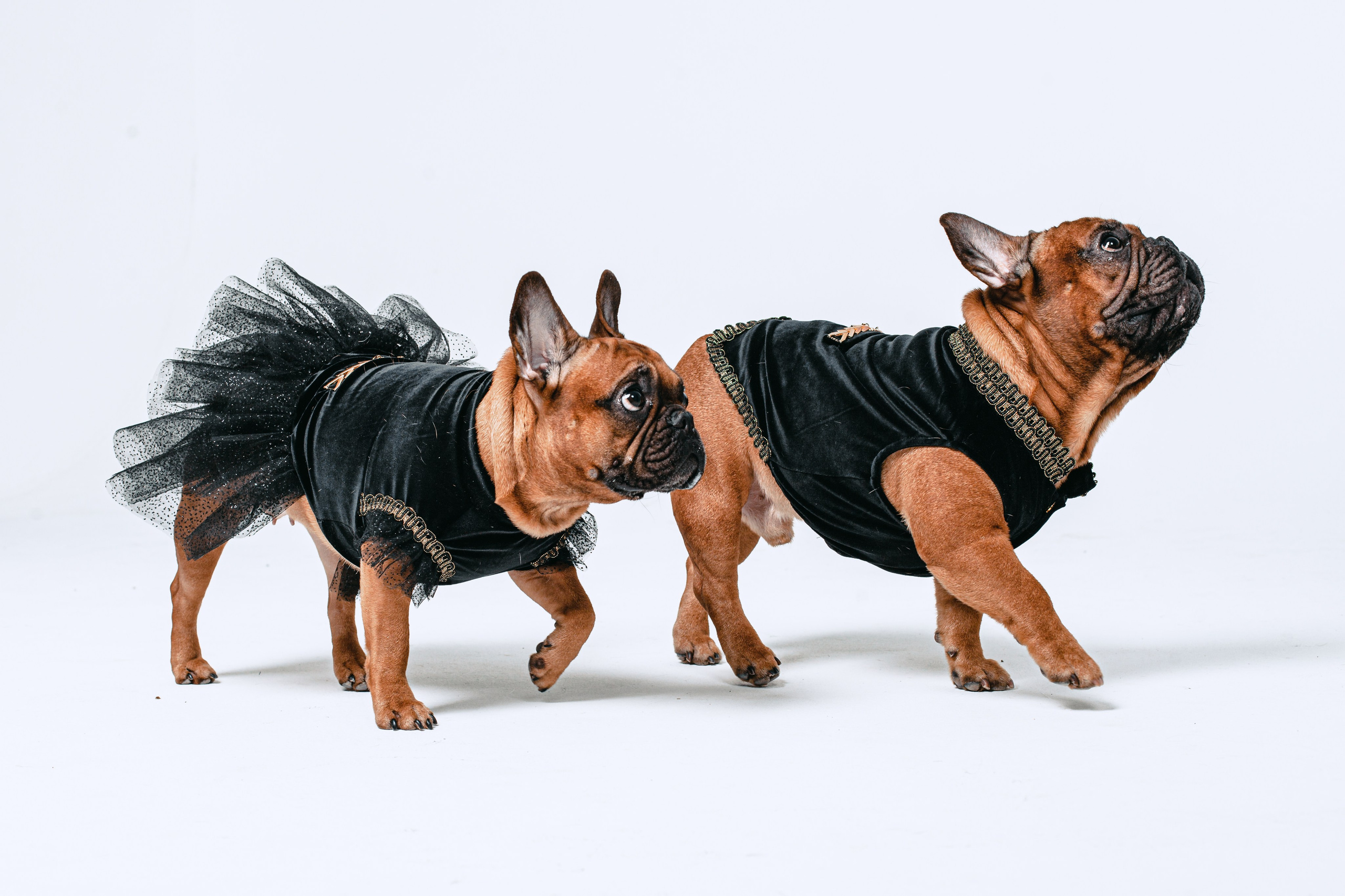 Пижамная вечеринка французских бульдогов и их хозяев. Фотограф-анималист Татьяна Степанова