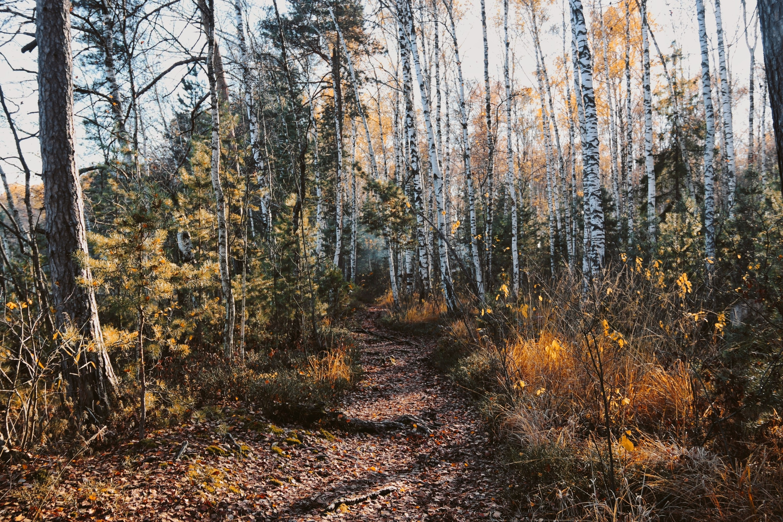 По тропе Паустовского. С любовью, фотохудожник