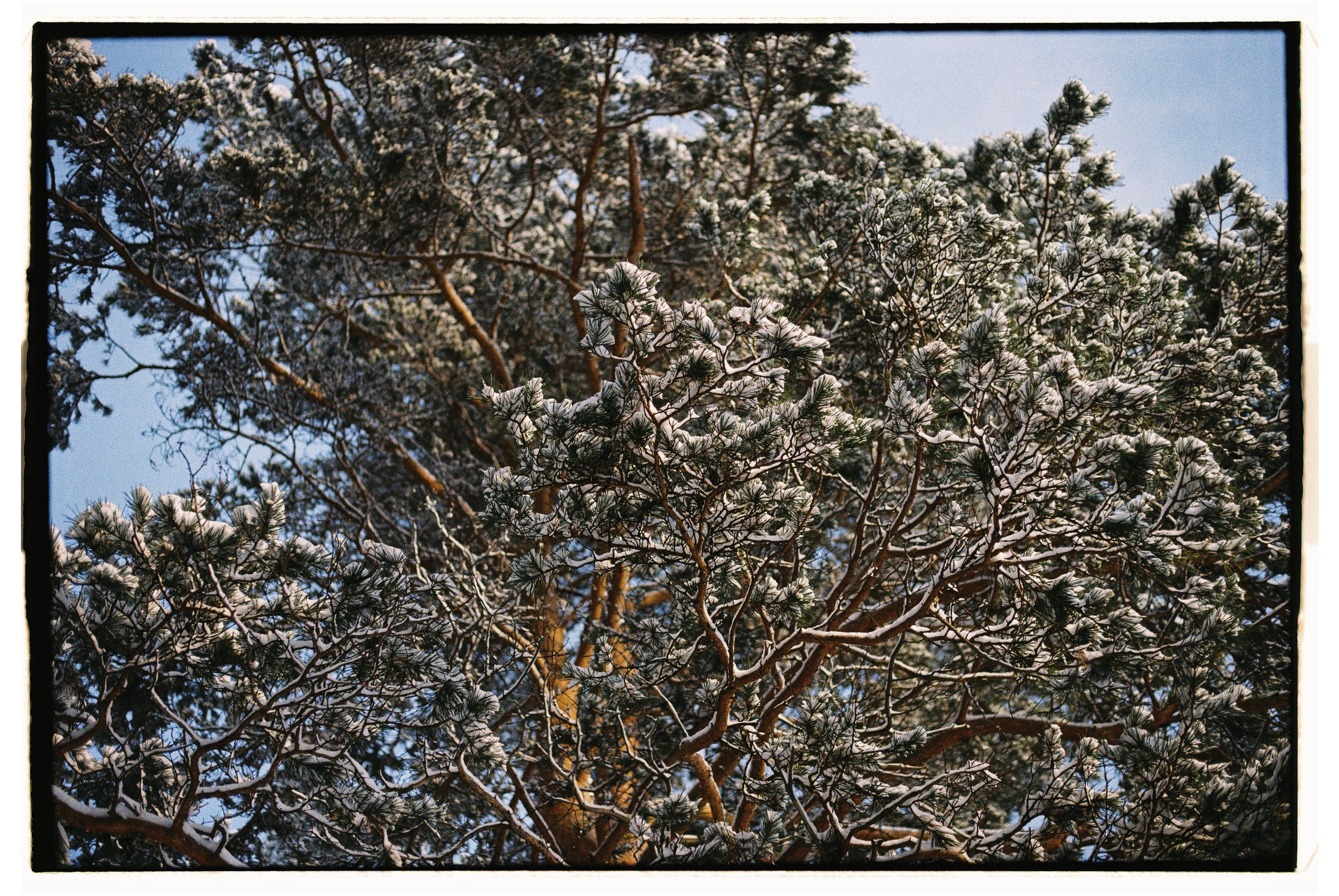 Пленка. Семейный свадебный фотограф Семен Егоров
