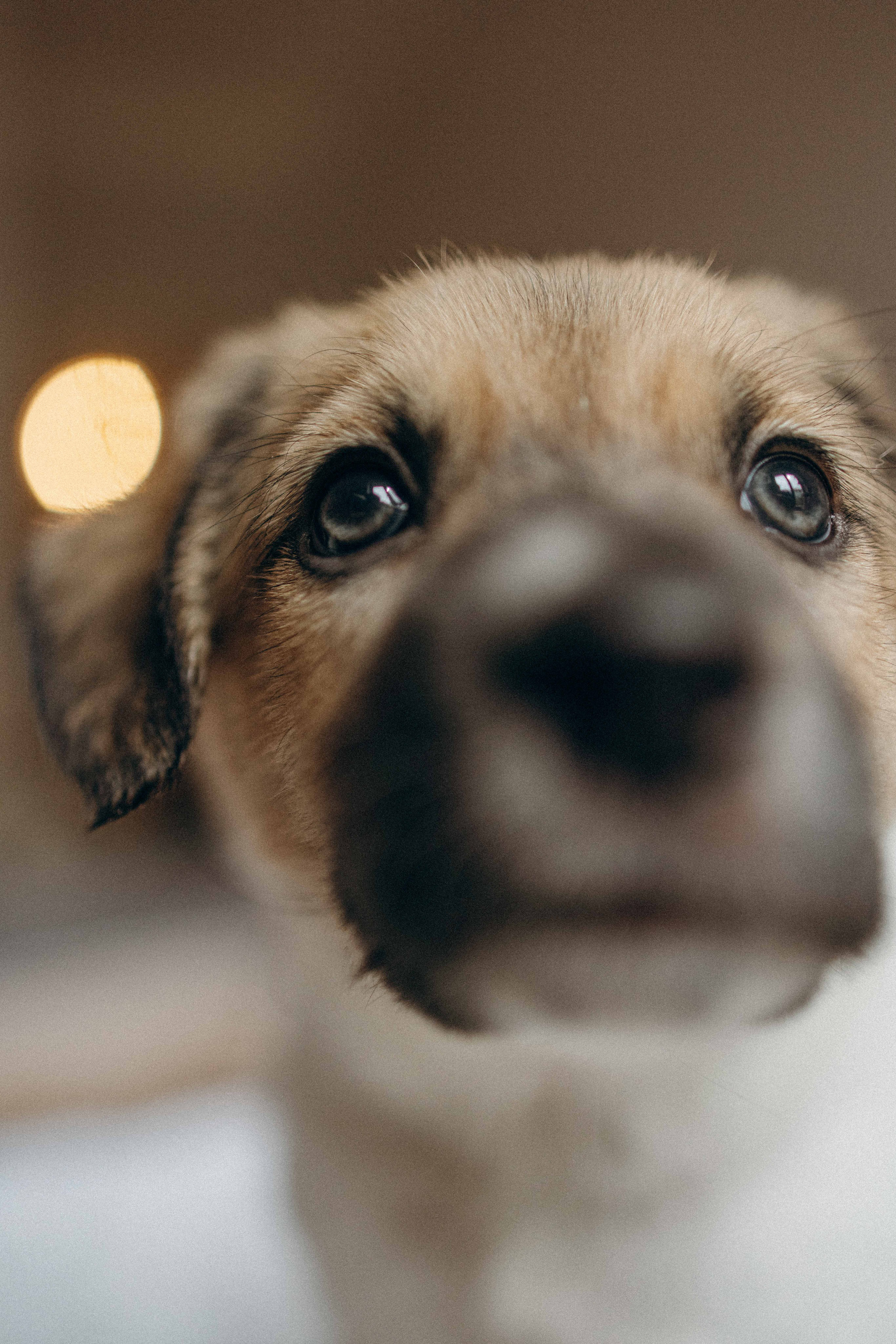 Щеночки. Фотограф-анималист в Москве Лера Черноног