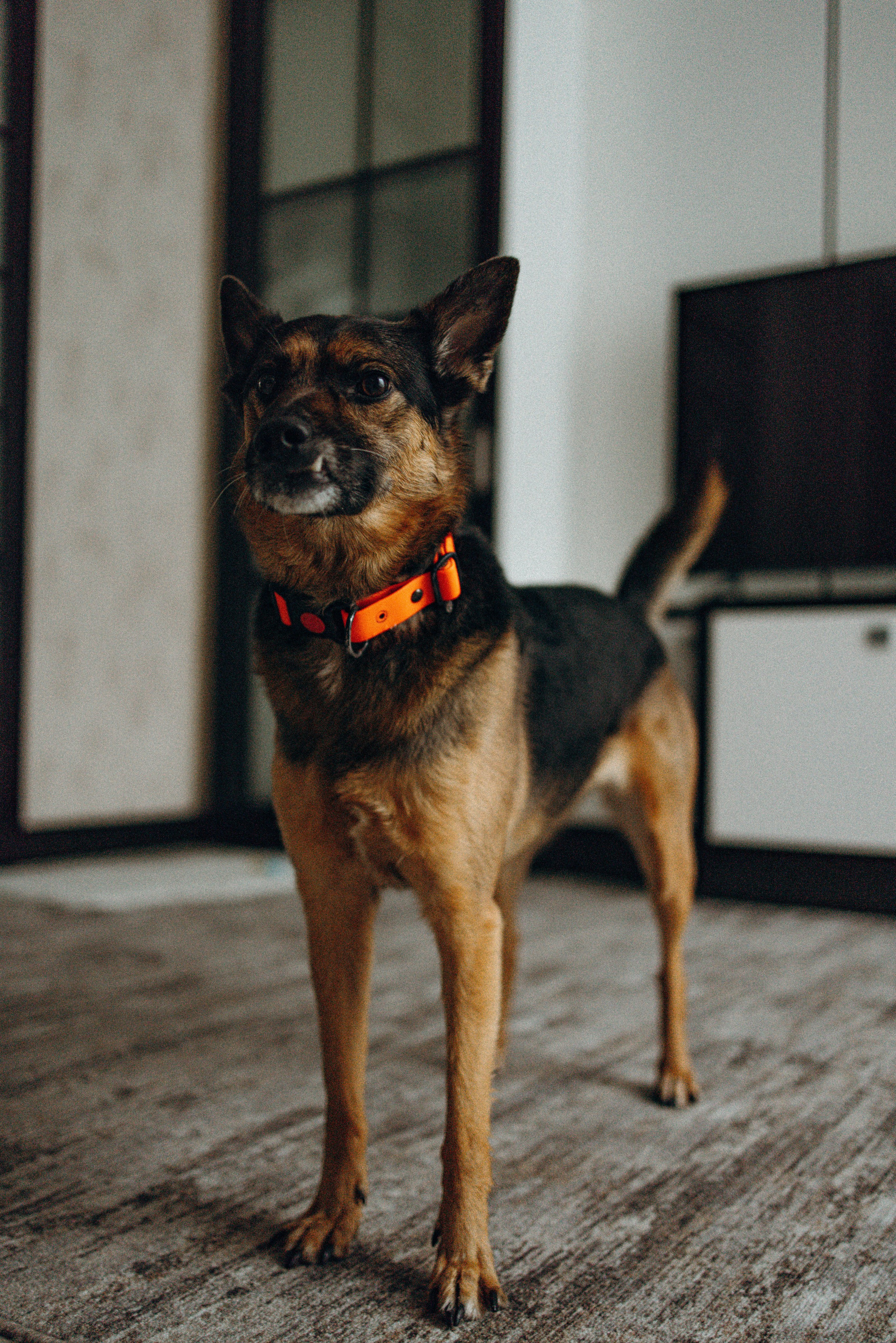 Ника, Матиша и Герда. Фотограф-анималист в Москве Лера Черноног