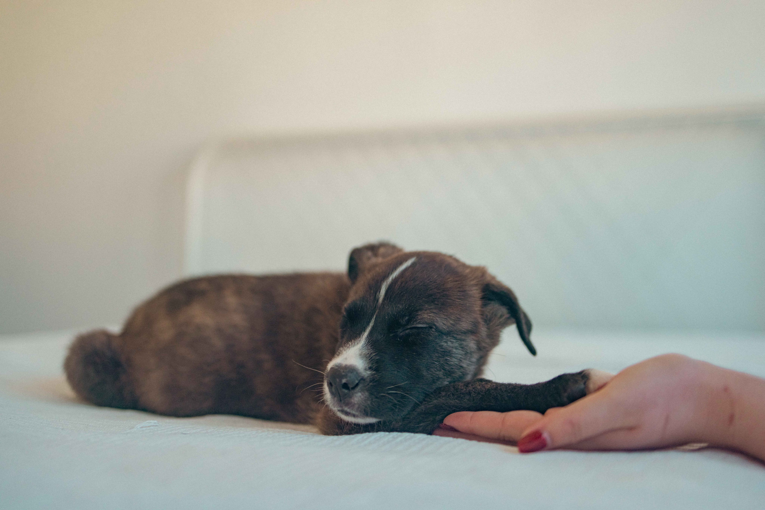 Гайка. Фотограф-анималист в Москве Лера Черноног