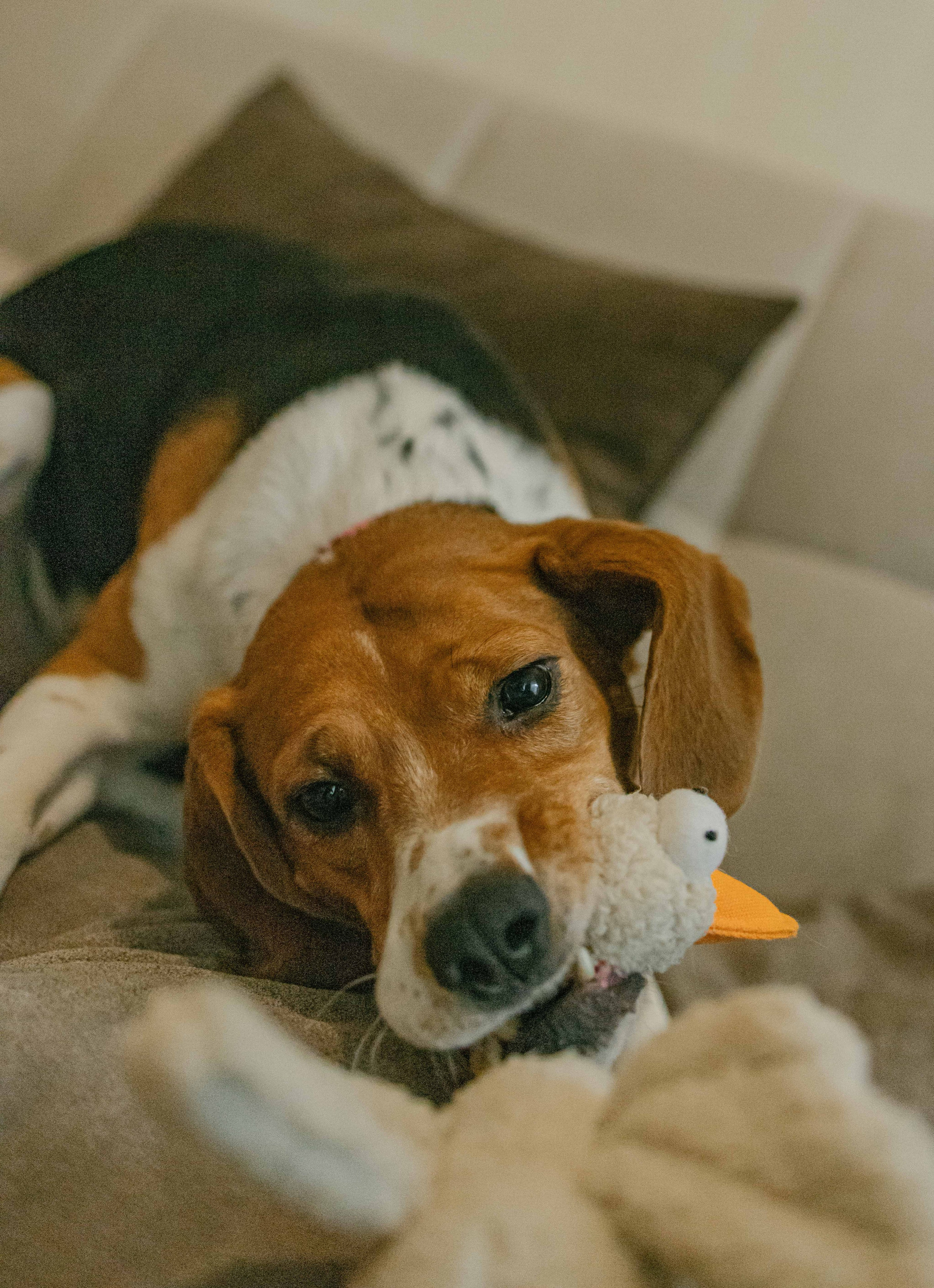 Света и Ива. Фотограф-анималист в Москве Лера Черноног