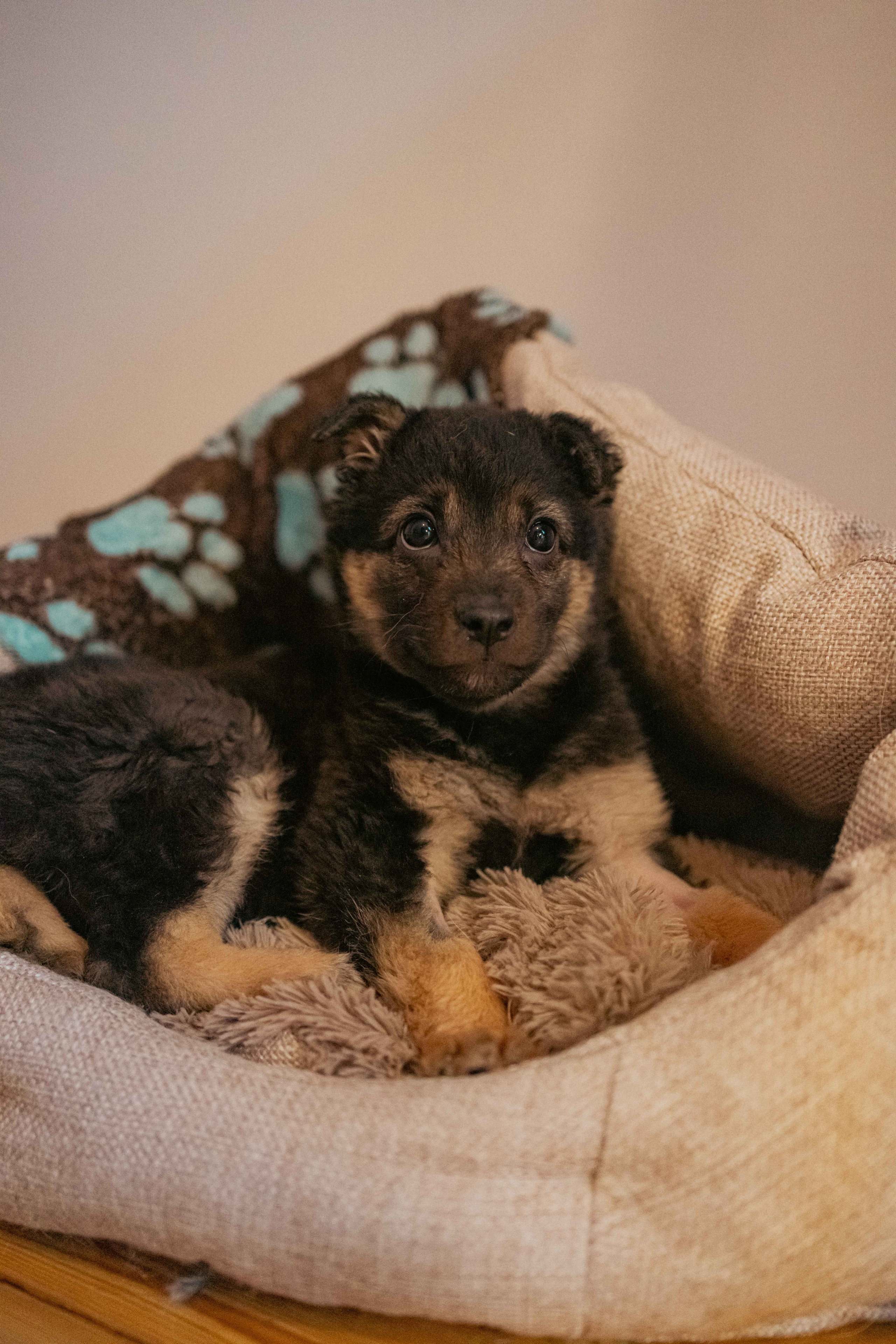Пеппа. Фотограф-анималист в Москве Лера Черноног