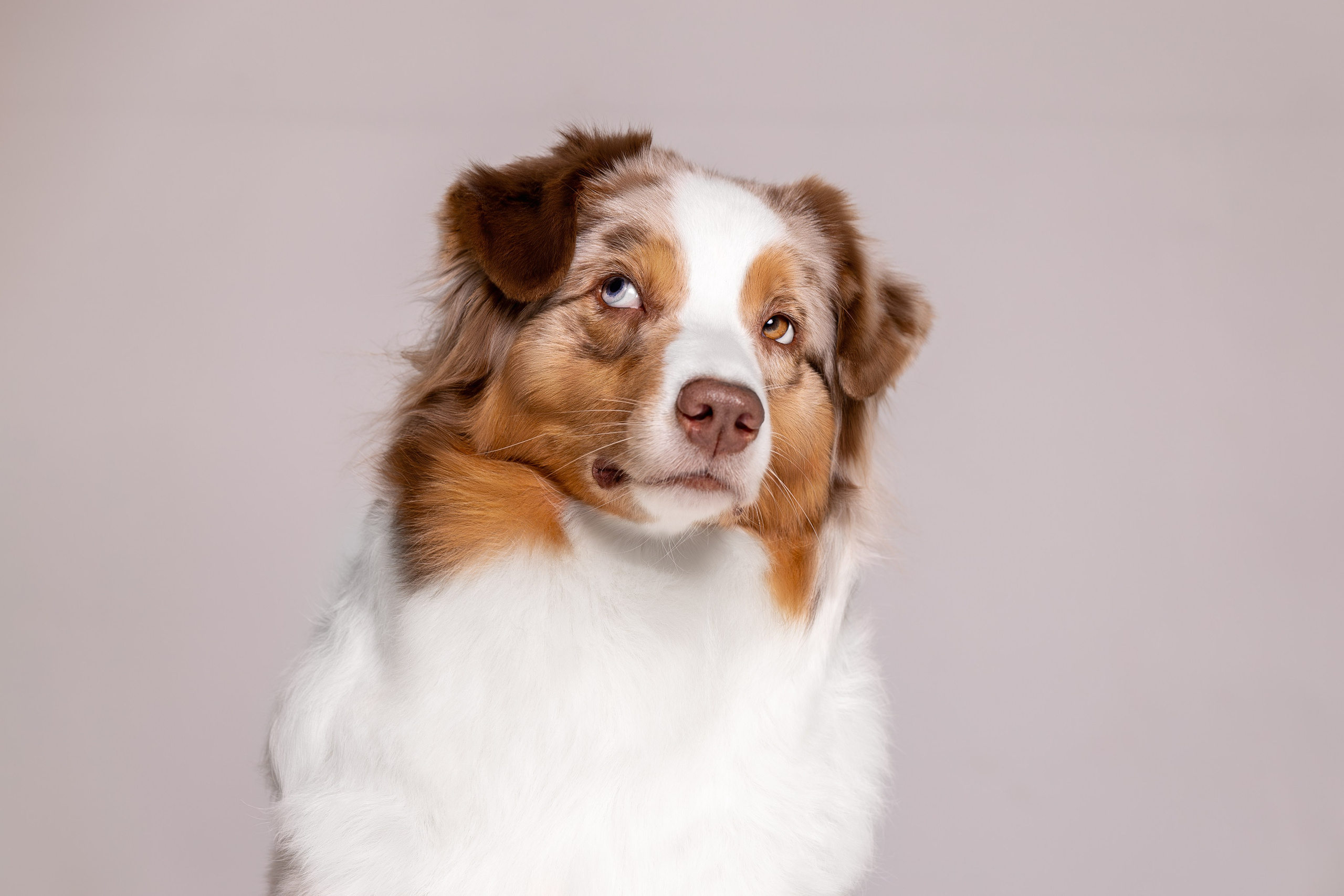 Полли, Австралийская Овчарка. Ирина Голомб|Фотограф-анималист в  Сочи и Калининграде