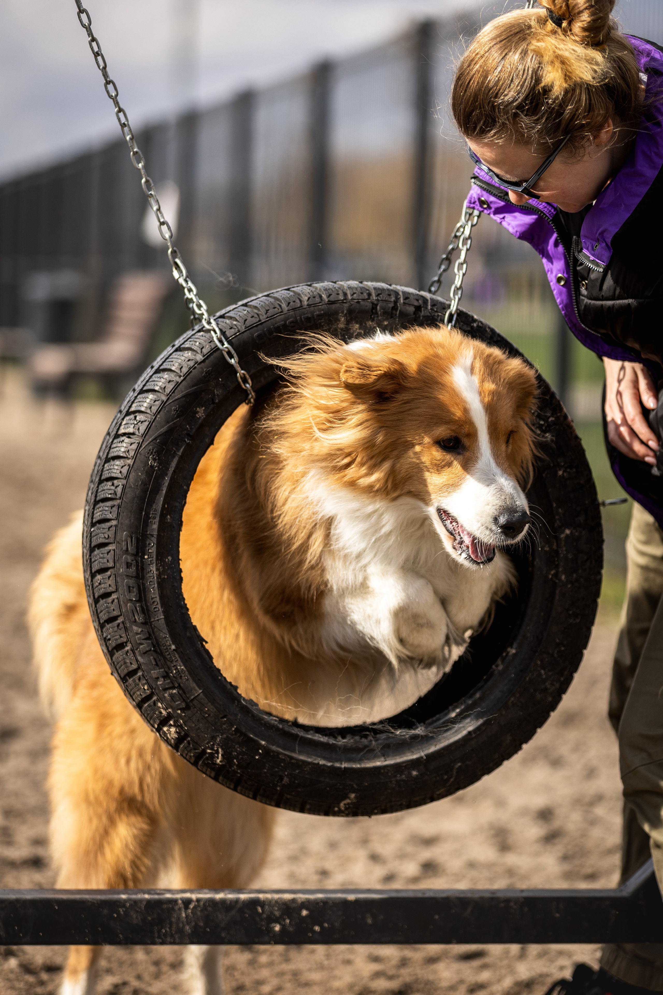 Догтуса 24.03.2024. Ирина Голомб|Фотограф-анималист в  Сочи и Калининграде