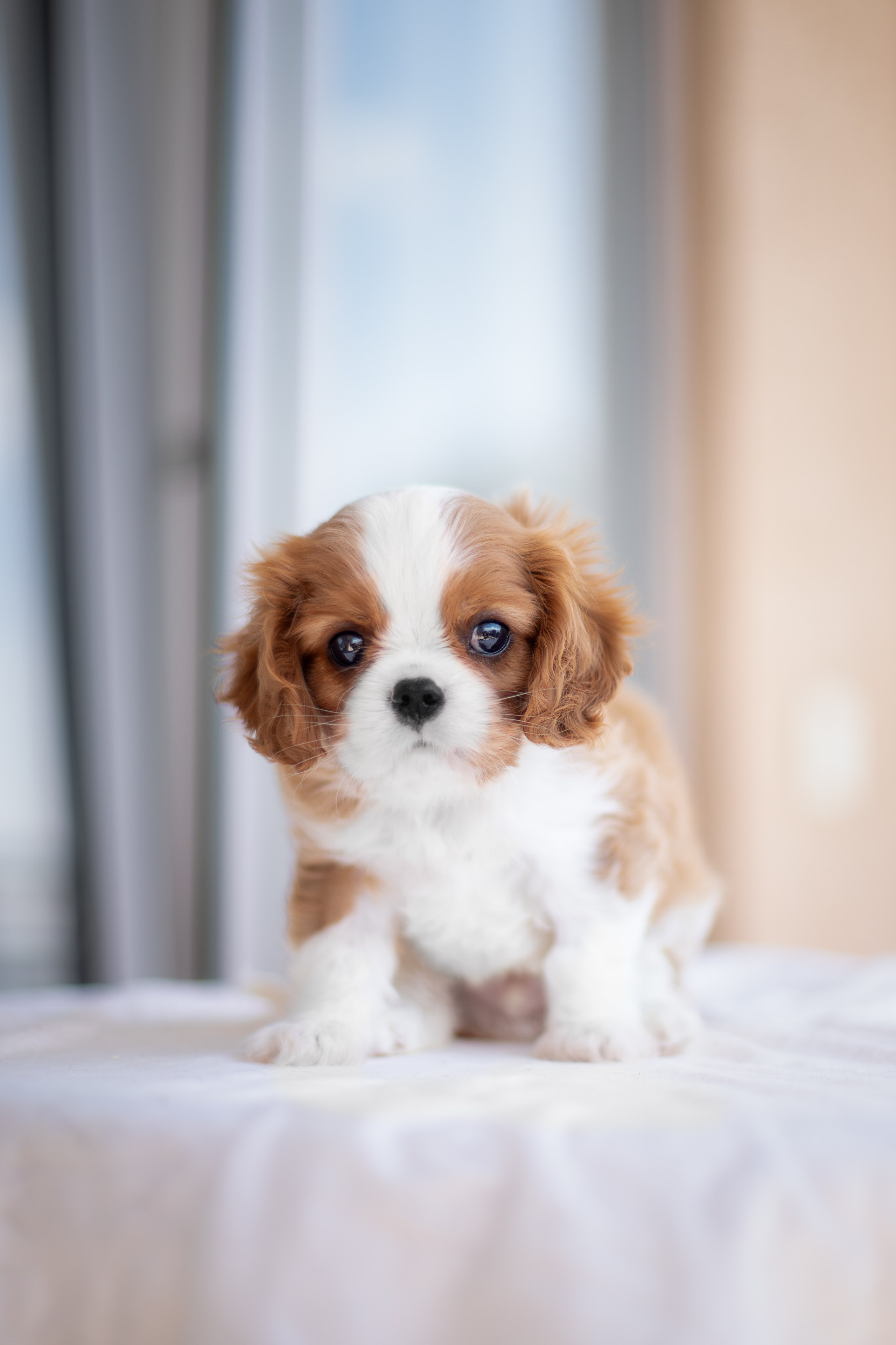 Малыши Кавалер Кинг Чарльз Спаниели. Ирина Голомб|Фотограф-анималист в  Сочи и Калининграде