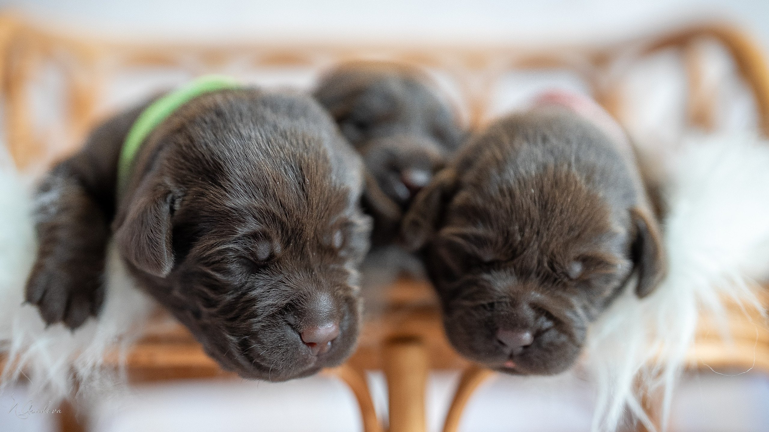 Новорожденные лабрадоры. Фотограф-анималист Асадова